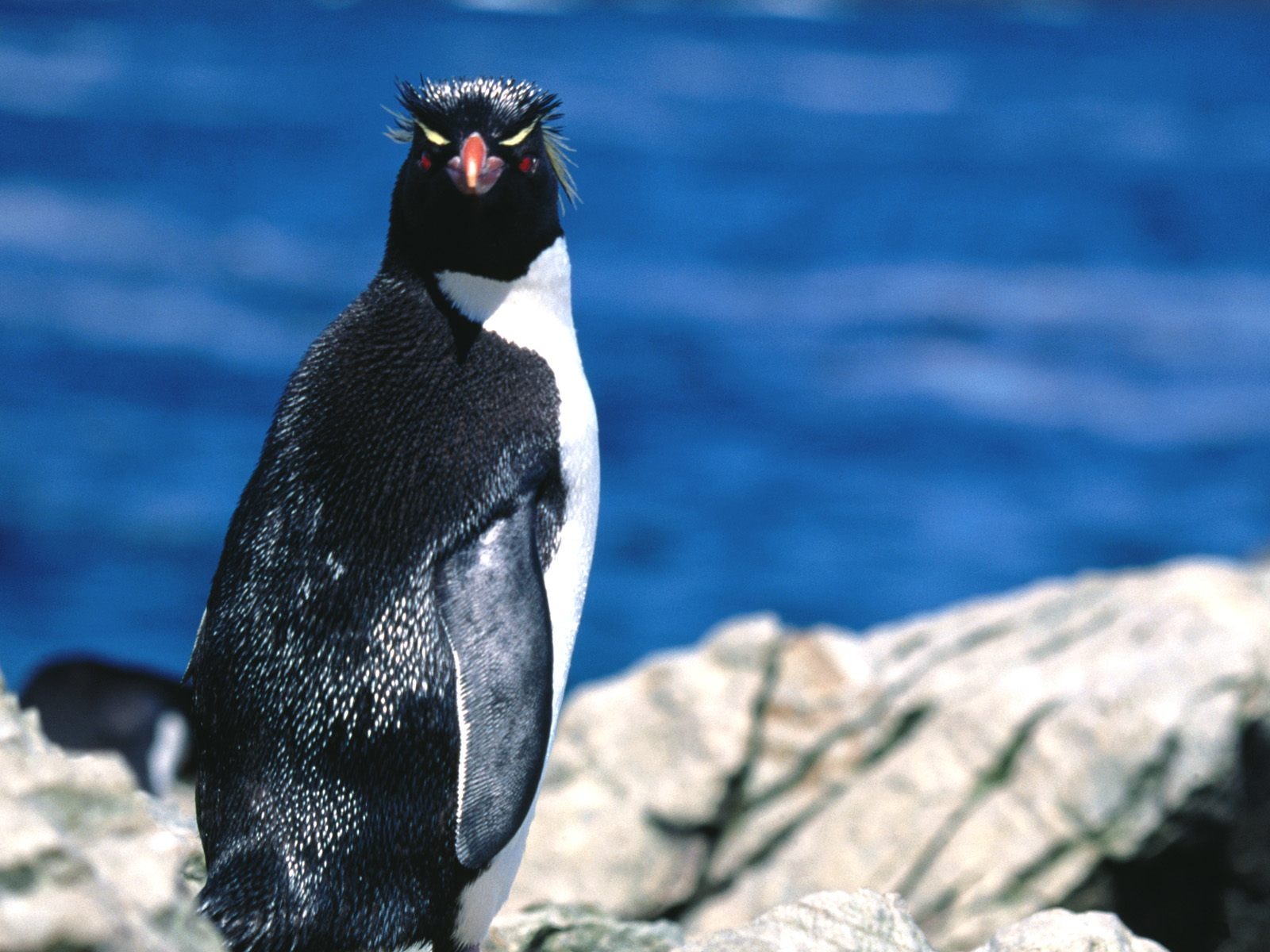 Penguin Foto Wallpaper #11 - 1600x1200