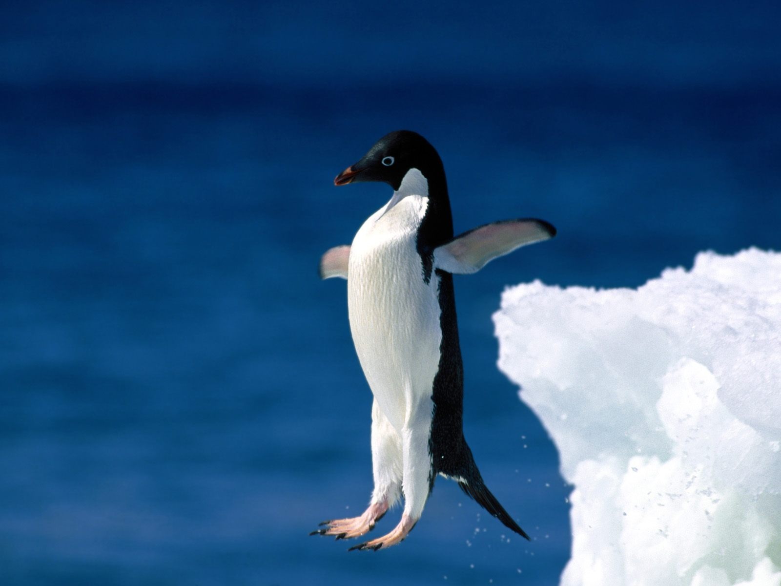 Penguin Foto Wallpaper #18 - 1600x1200