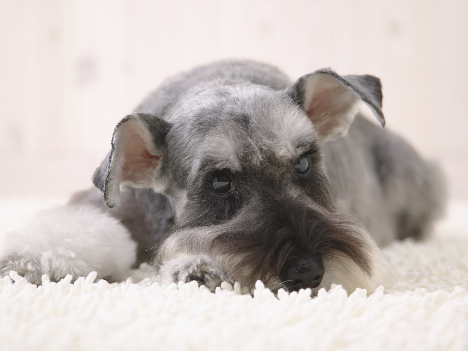 Puppy Foto HD Tapety na plochu (4) #11 - 1600x1200