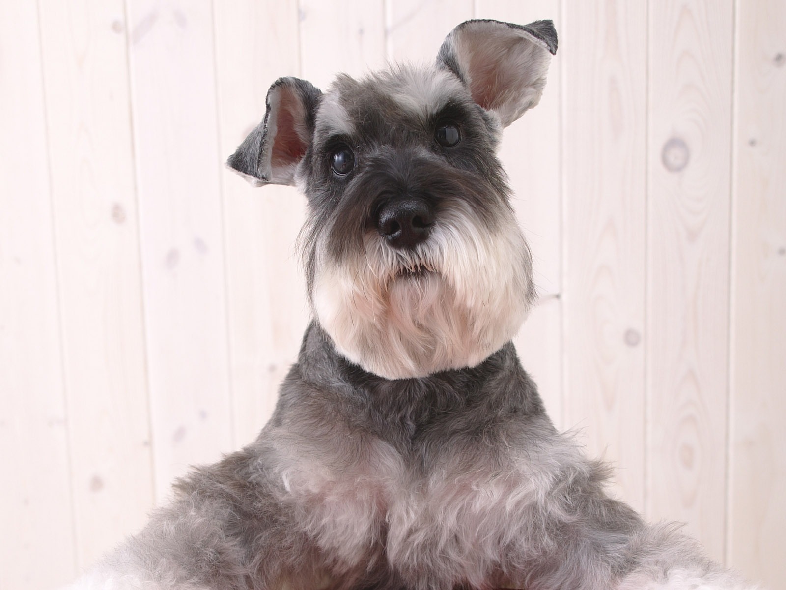 Puppy Foto HD Tapety na plochu (4) #12 - 1600x1200