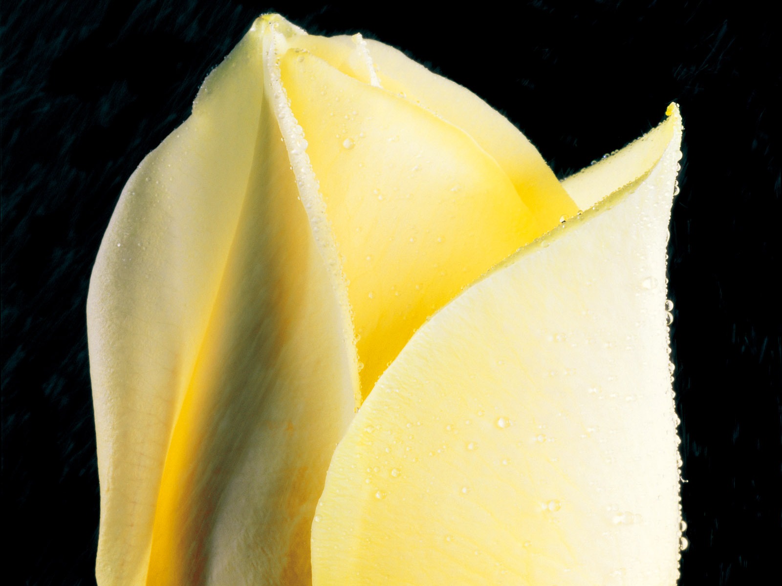 Rose Foto tapety (2) #12 - 1600x1200