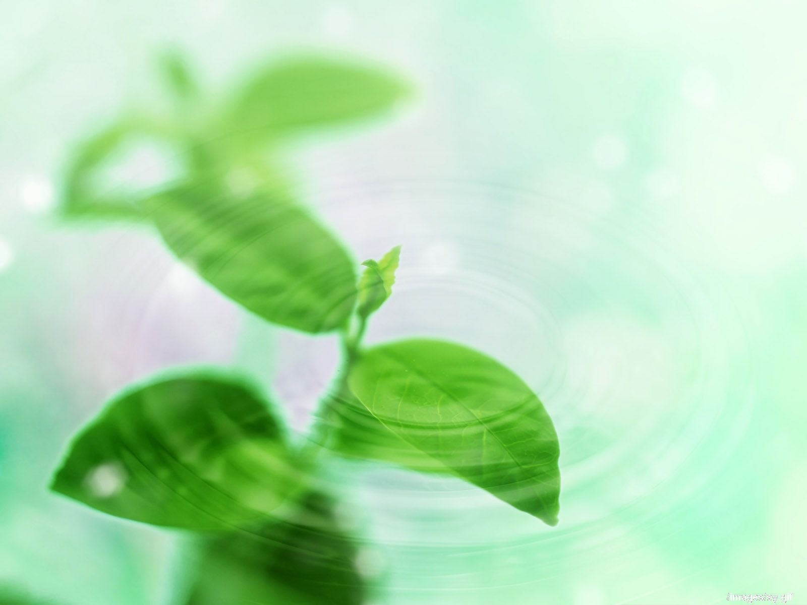 清爽水紋綠葉壁紙 #3 - 1600x1200