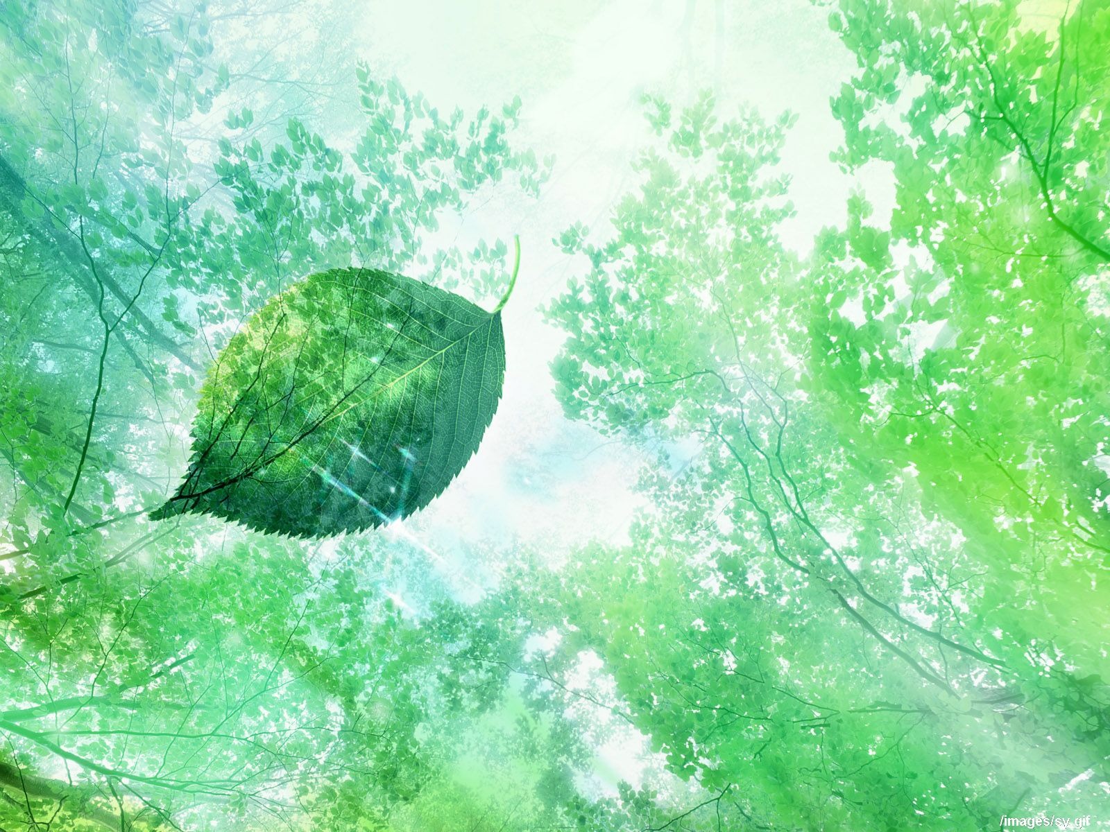 清爽水紋綠葉壁紙 #15 - 1600x1200