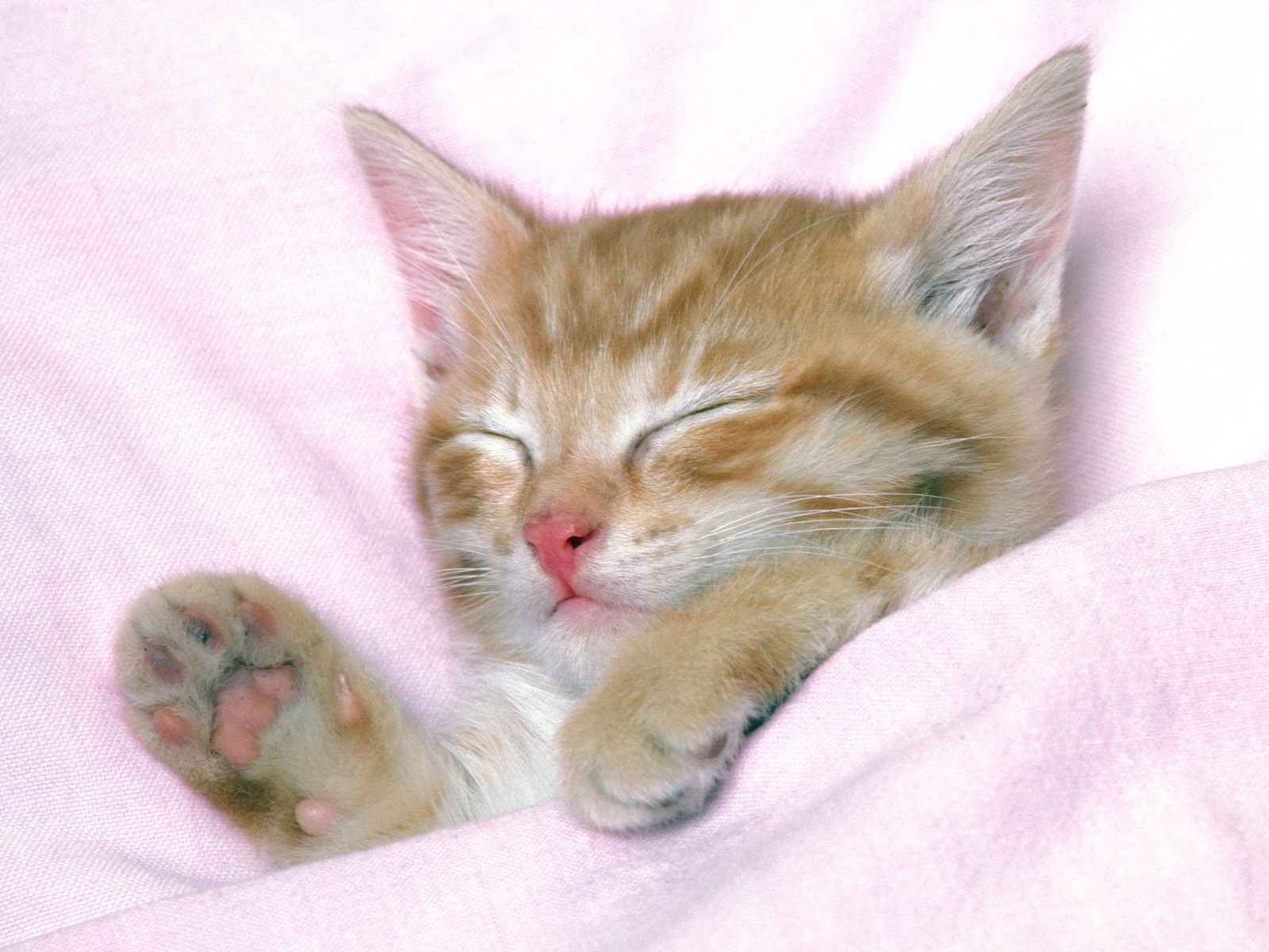 1600 Cat Photo Wallpaper (1) #14 - 1600x1200