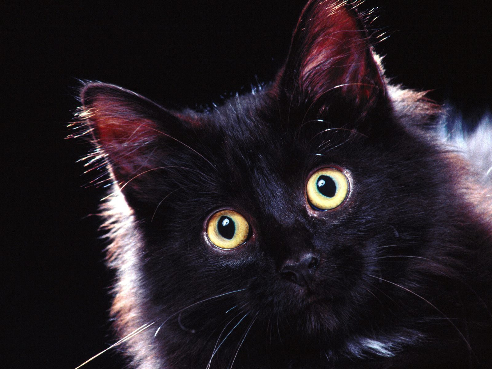 1600 Cat Foto tapety (2) #6 - 1600x1200