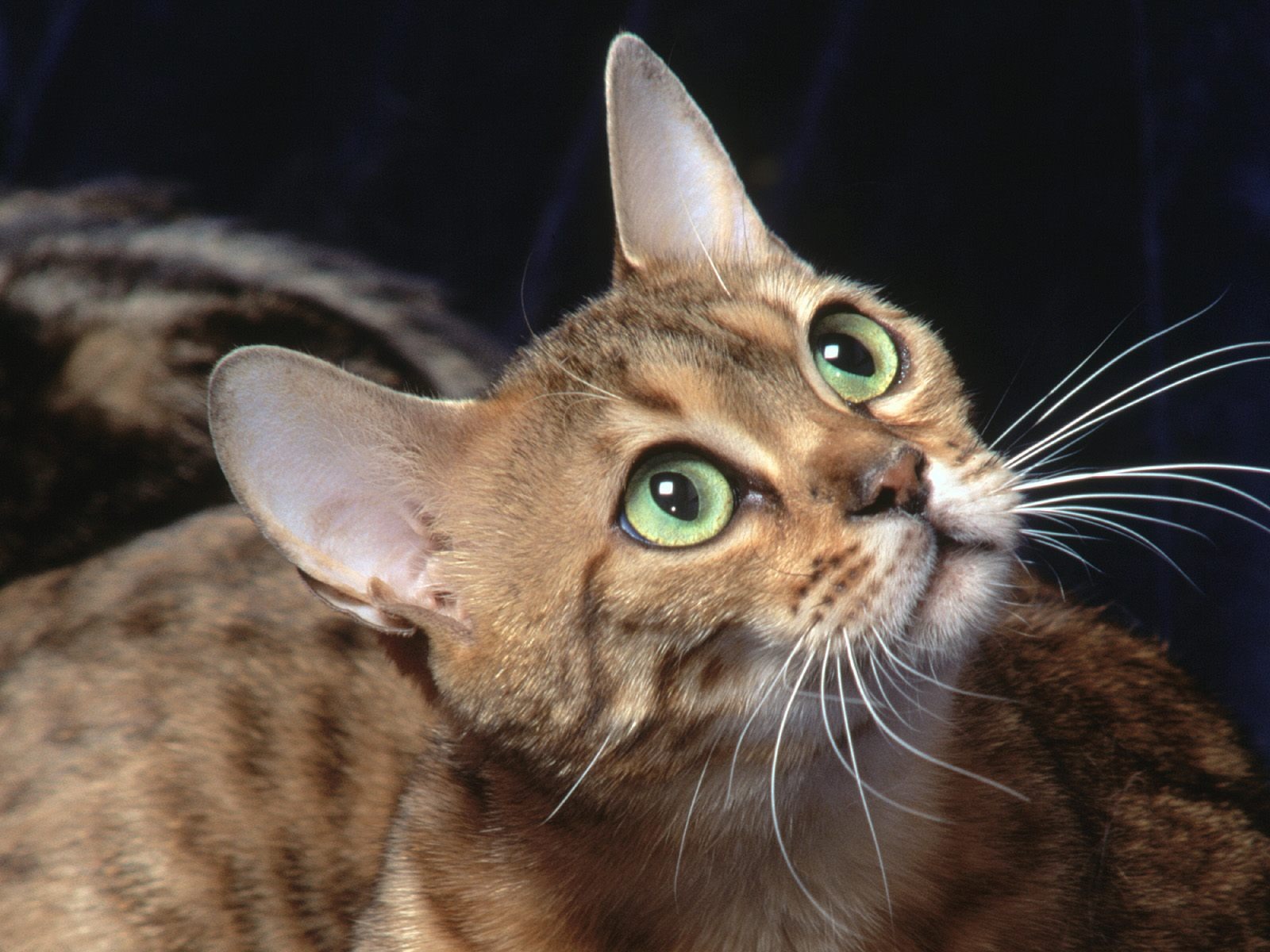 1600 Cat Foto tapety (2) #15 - 1600x1200