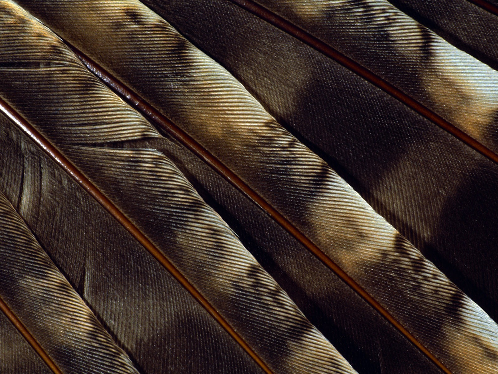 barevné peří křídla close-up tapety (1) #4 - 1600x1200