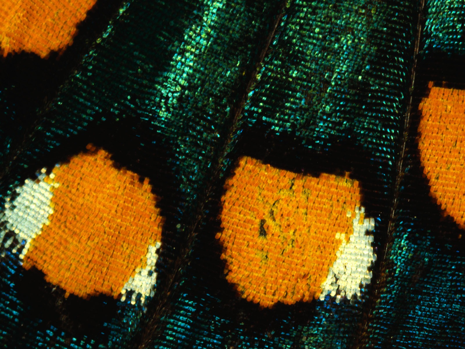 barevné peří křídla close-up tapety (1) #6 - 1600x1200