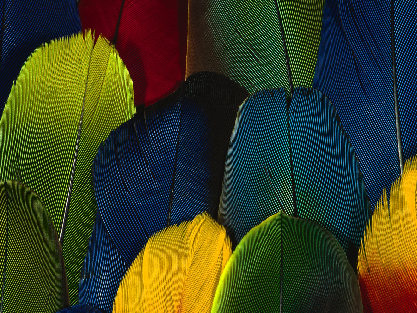 barevné peří křídla close-up tapety (1) #20 - 1600x1200