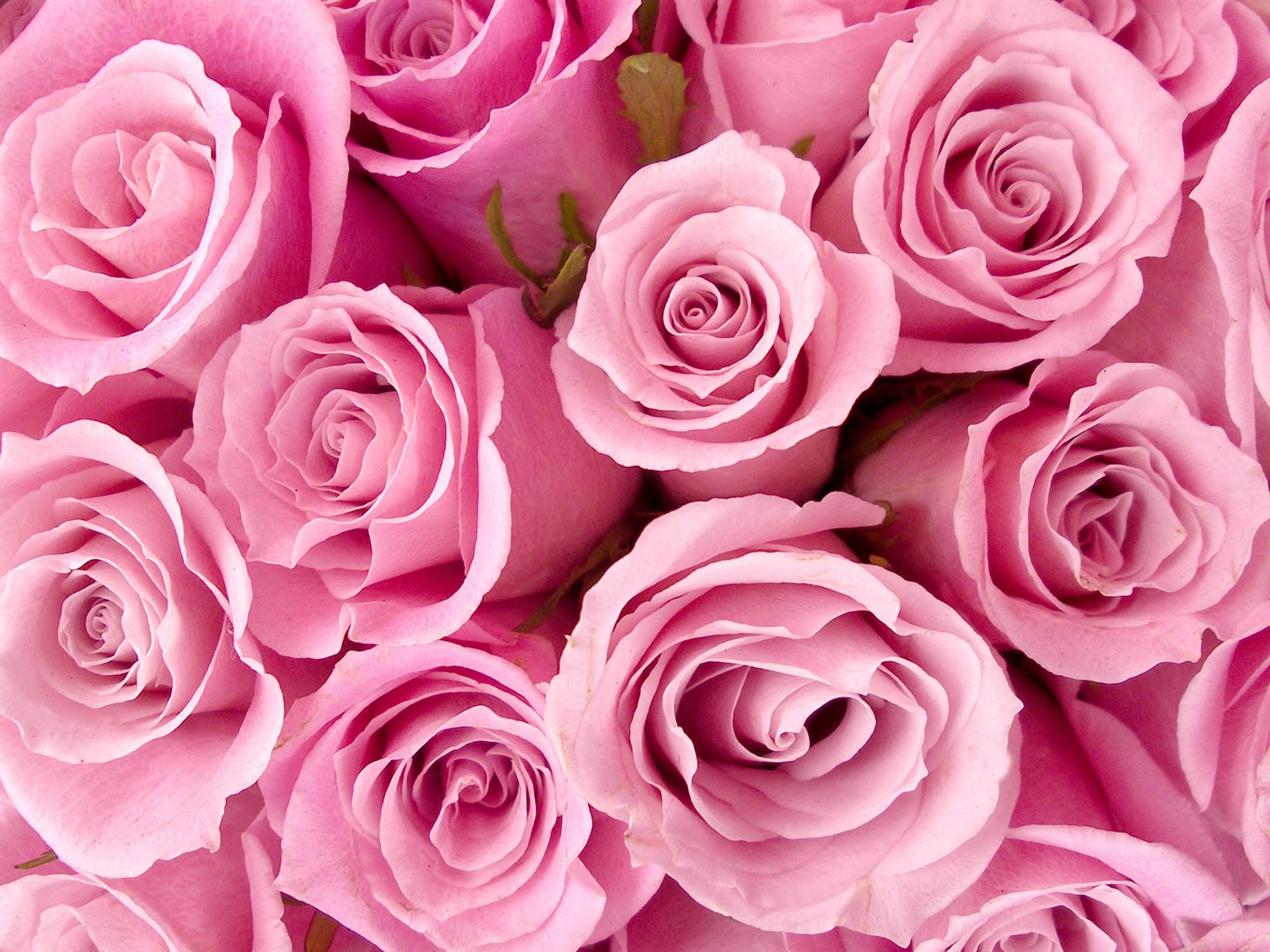 Velké Rose Foto tapety (2) #4 - 1600x1200