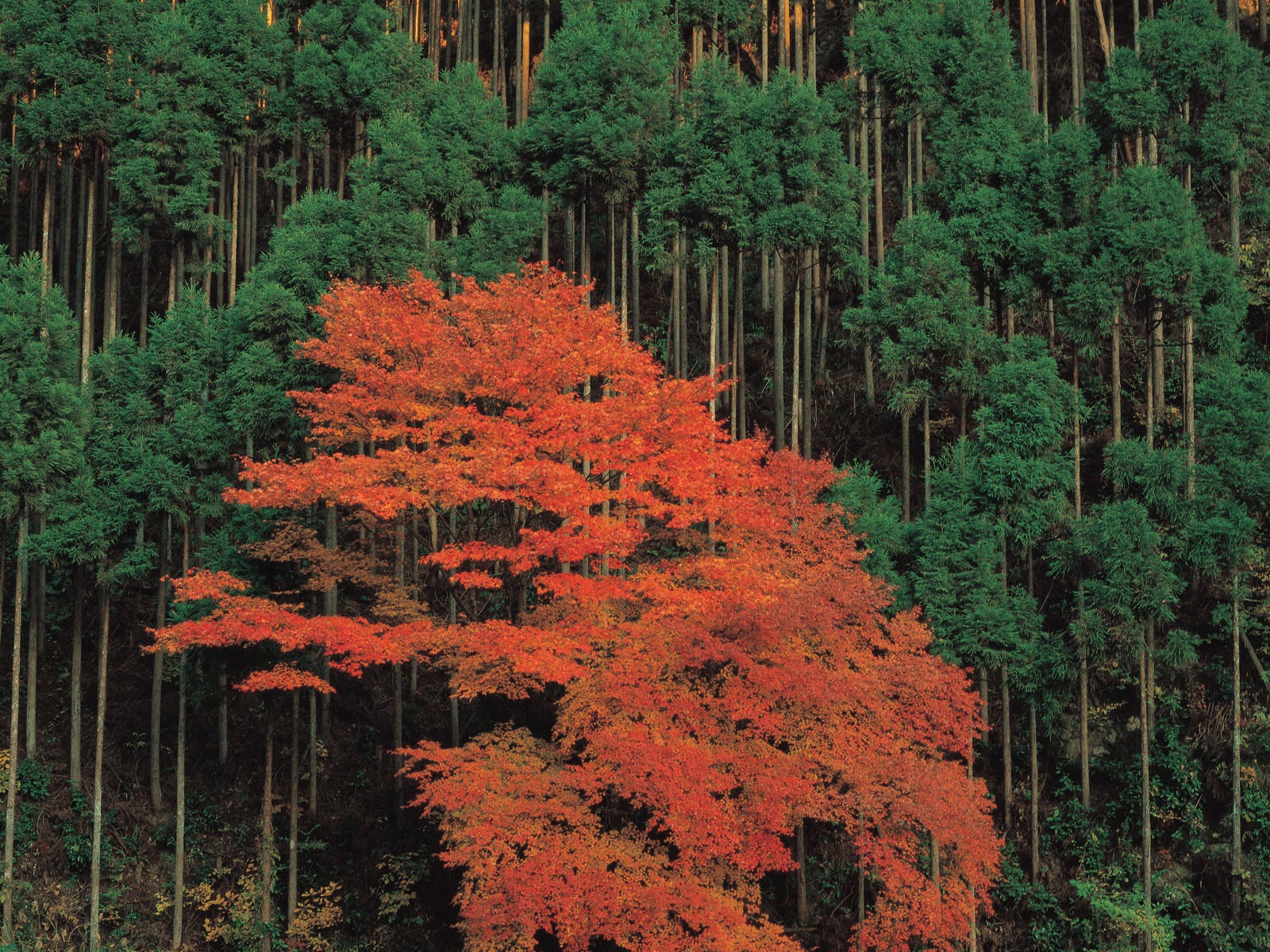 韓國自然風光 #35 - 1600x1200