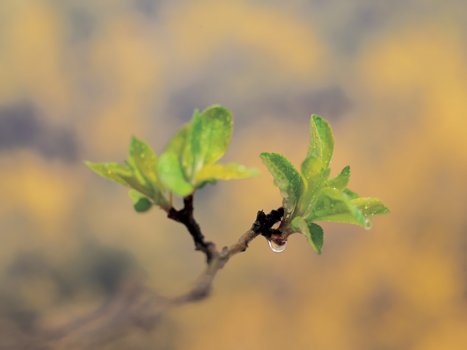 韓國自然風光 #40 - 1600x1200