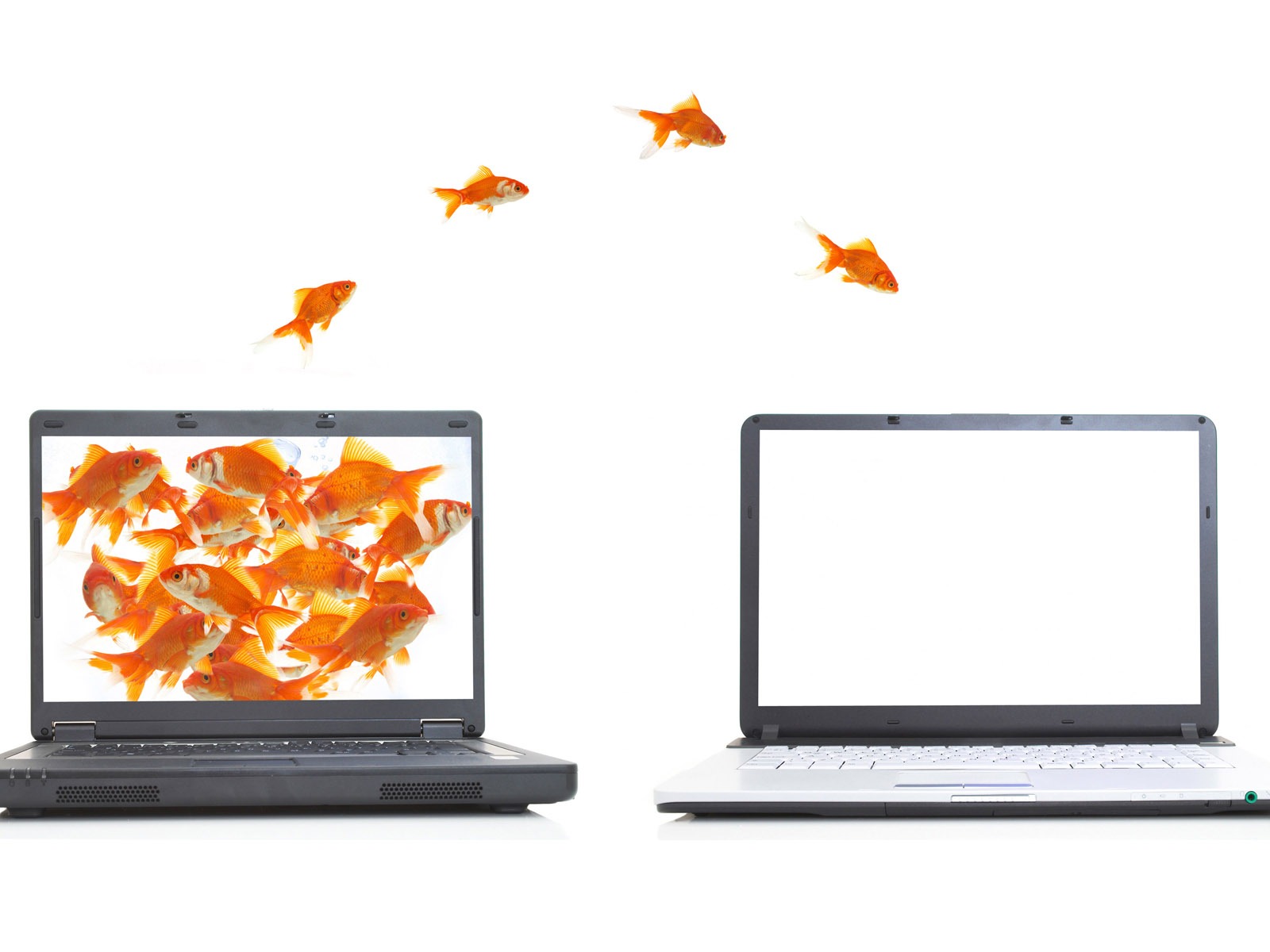 Jumping goldfish wallpaper #6 - 1600x1200