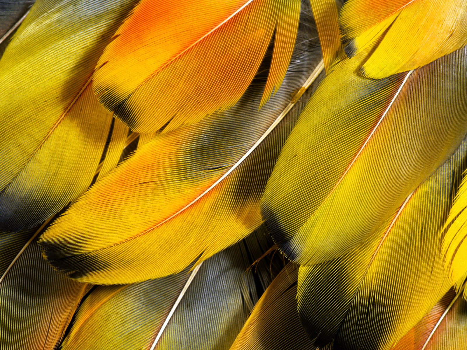 ailes de plumes colorées wallpaper close-up (2) #2 - 1600x1200