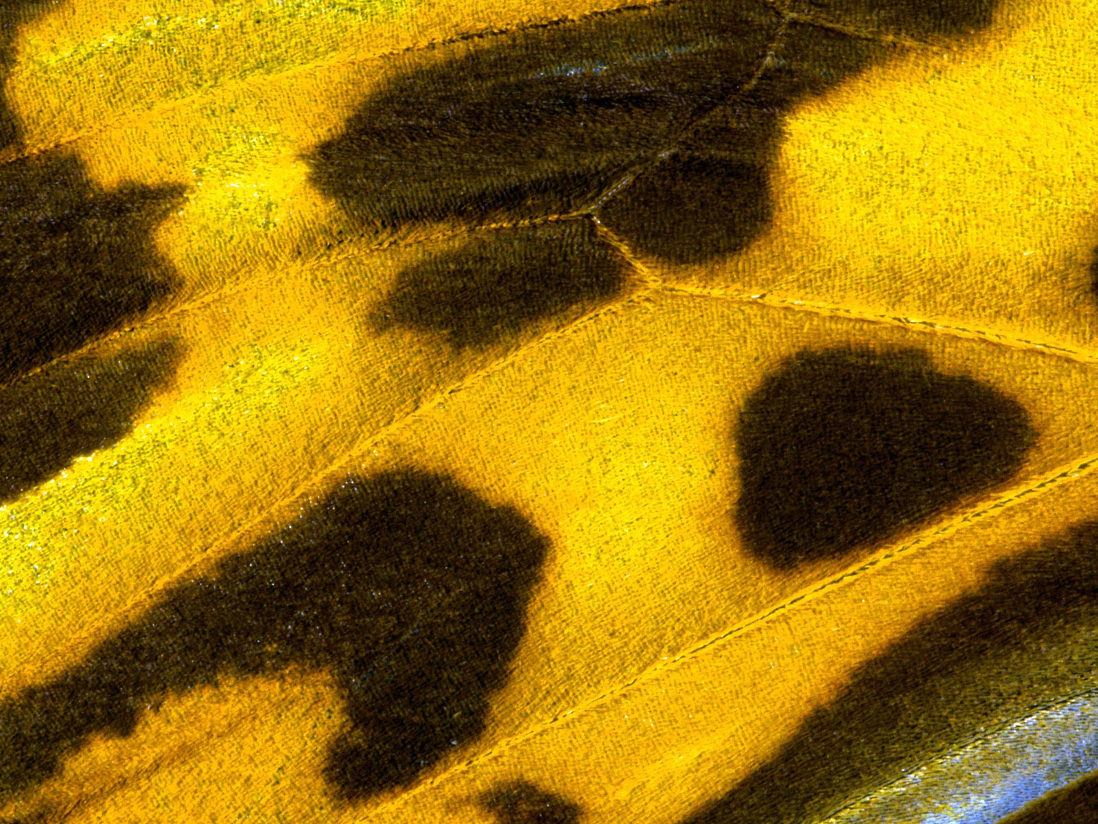 ailes de plumes colorées wallpaper close-up (2) #7 - 1600x1200