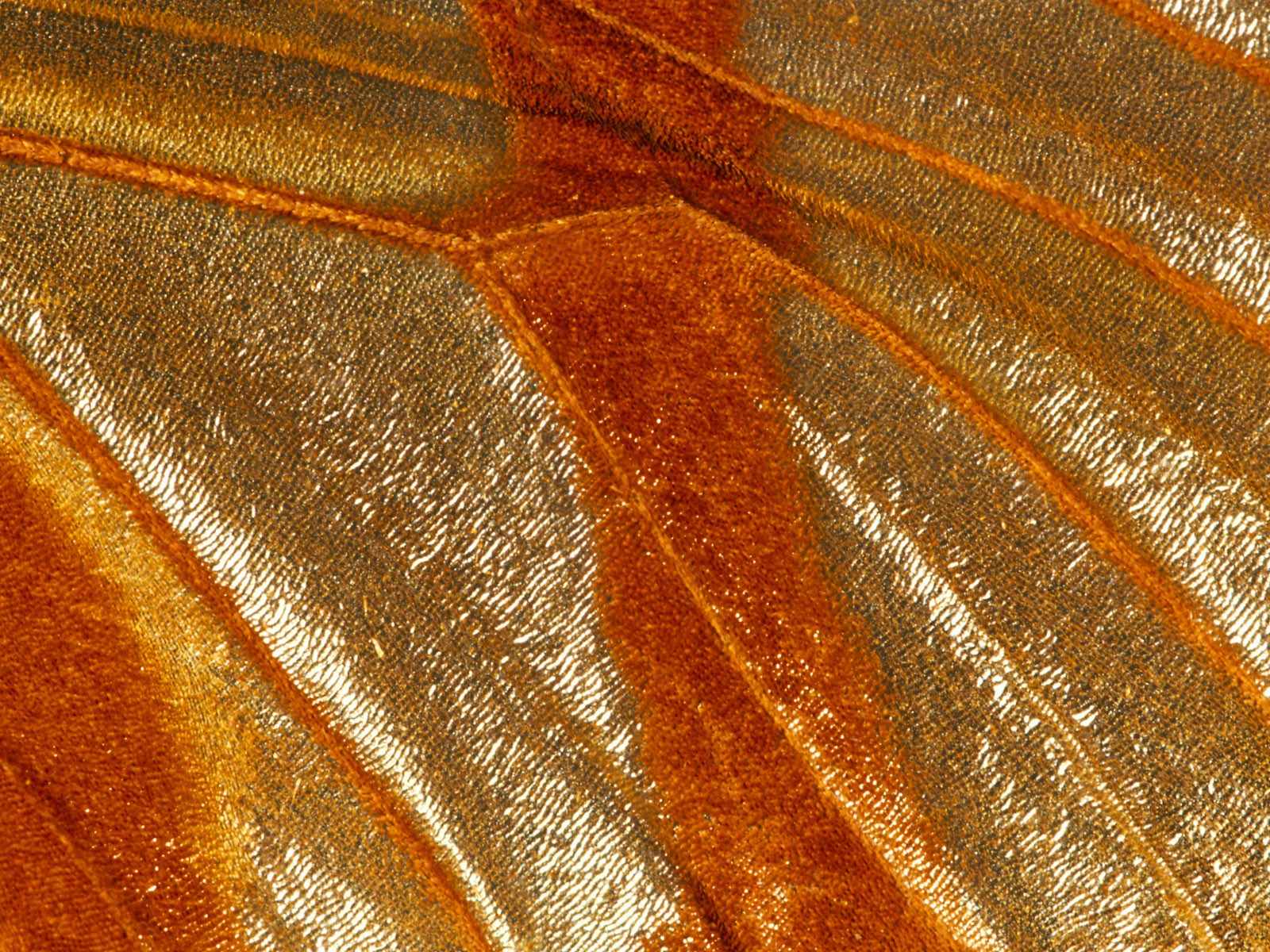 Colorful feather wings close-up wallpaper (2) #11 - 1600x1200