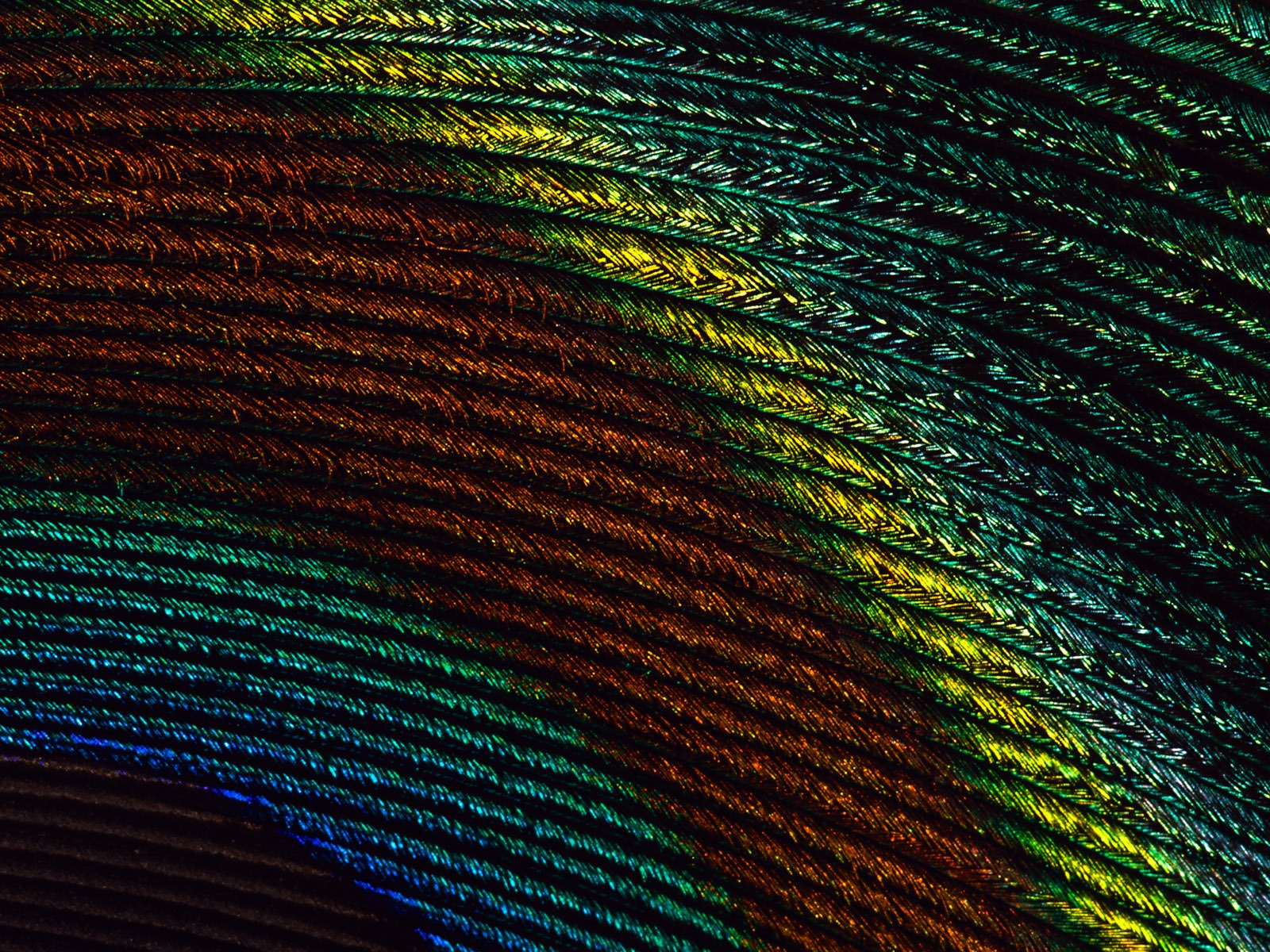 Colorful feather wings close-up wallpaper (2) #13 - 1600x1200