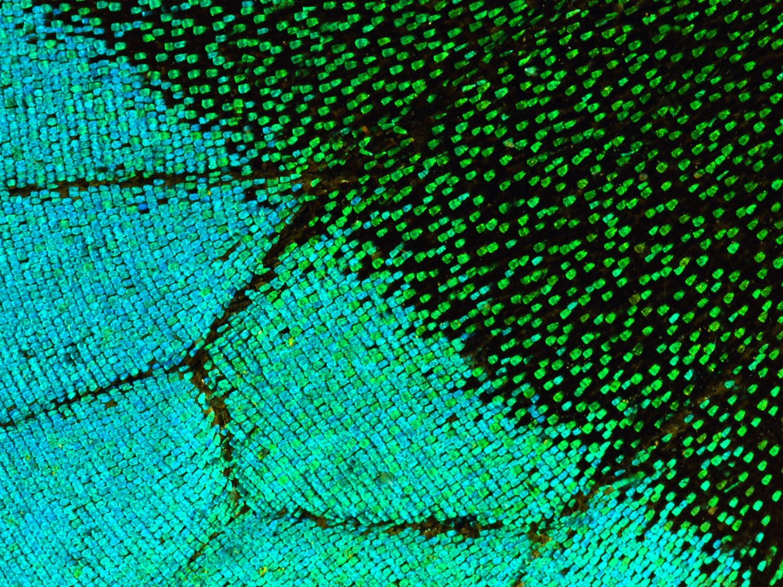 ailes de plumes colorées wallpaper close-up (2) #16 - 1600x1200