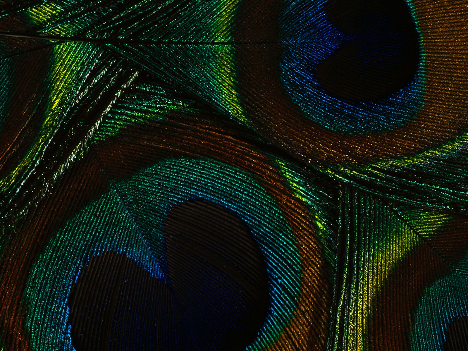 ailes de plumes colorées wallpaper close-up (2) #19 - 1600x1200