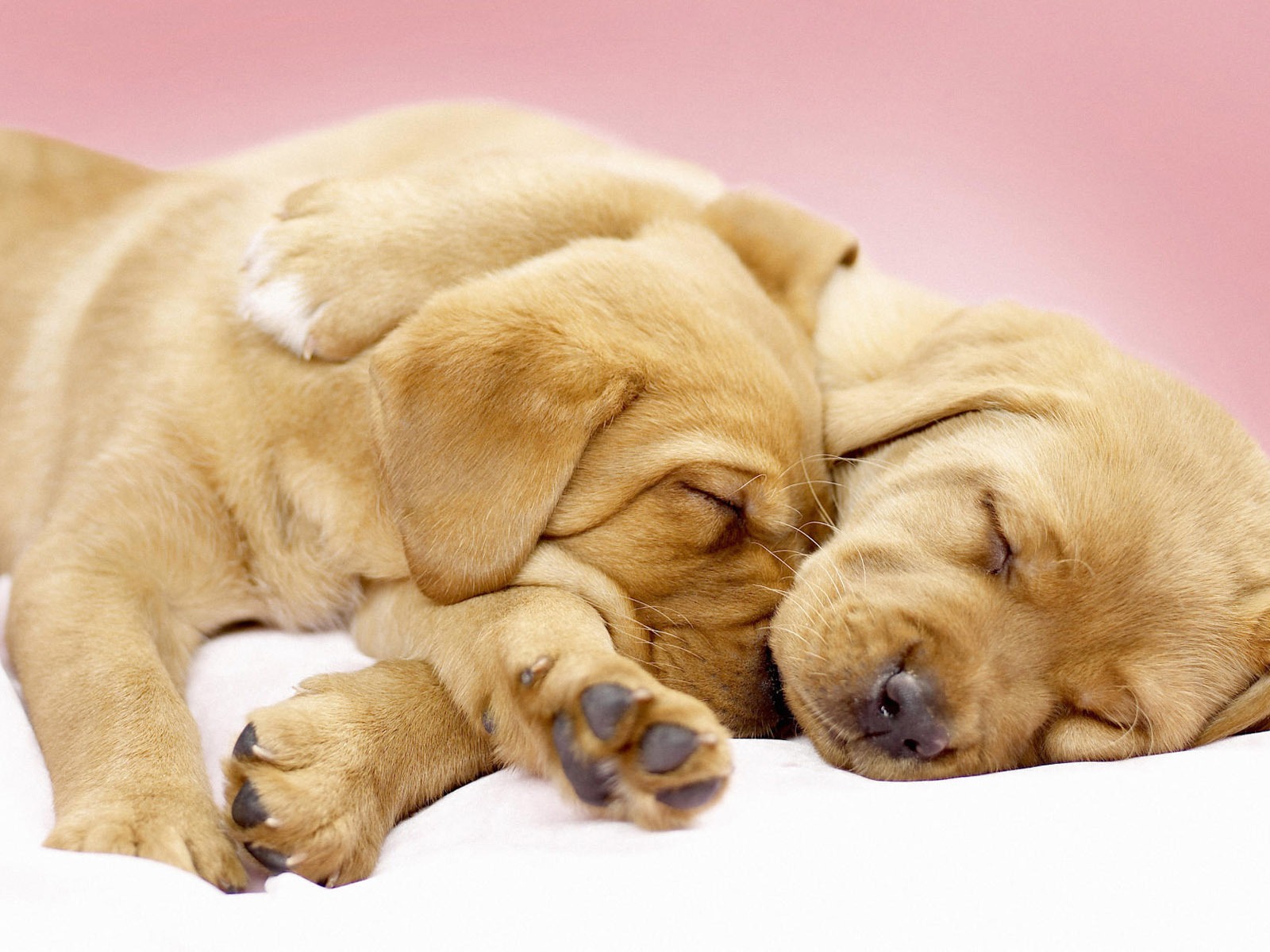 Puppy Photo HD Wallpaper (7) #1 - 1600x1200