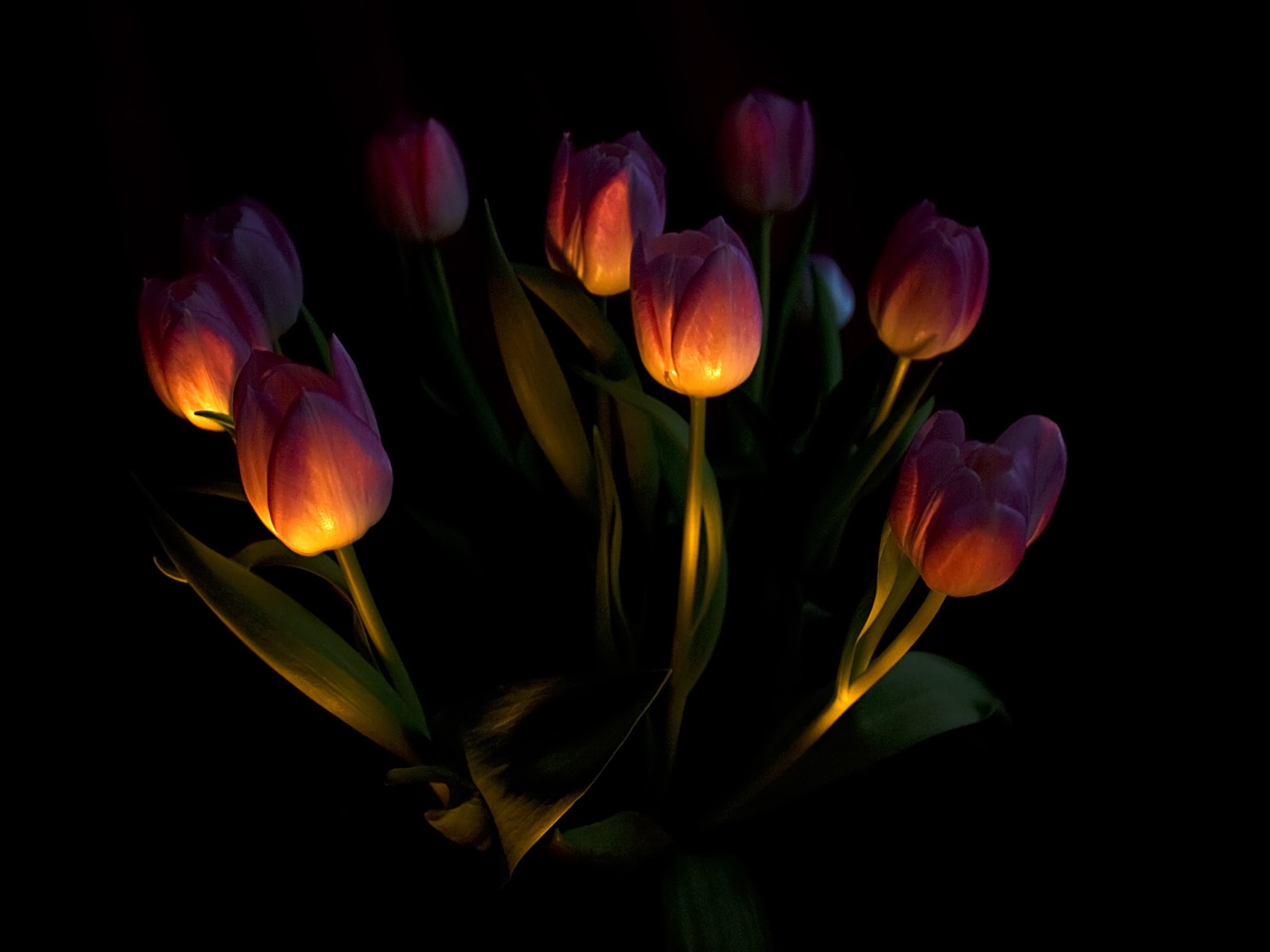 Large tulip wallpaper (1) #2 - 1600x1200