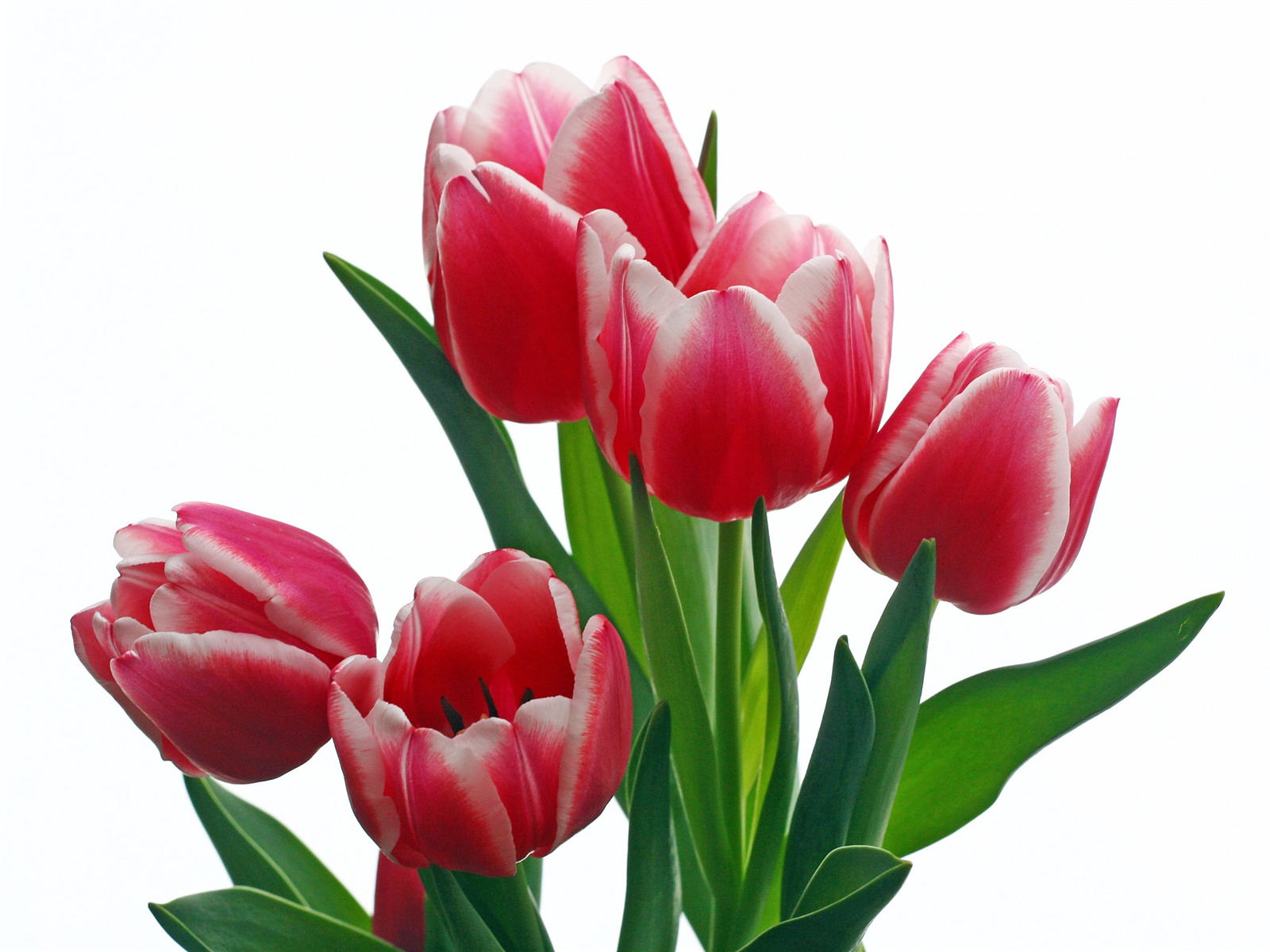 Velký tulipán tapetu (2) #10 - 1600x1200