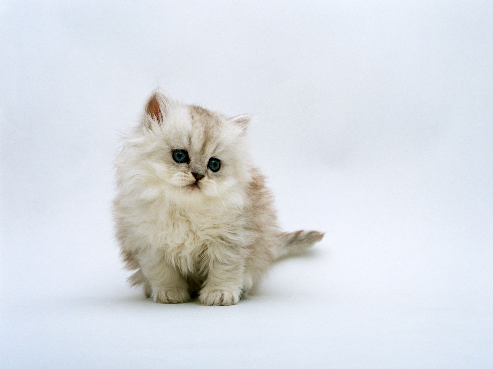 1600 Cat Photo Wallpaper (7) #10 - 1600x1200