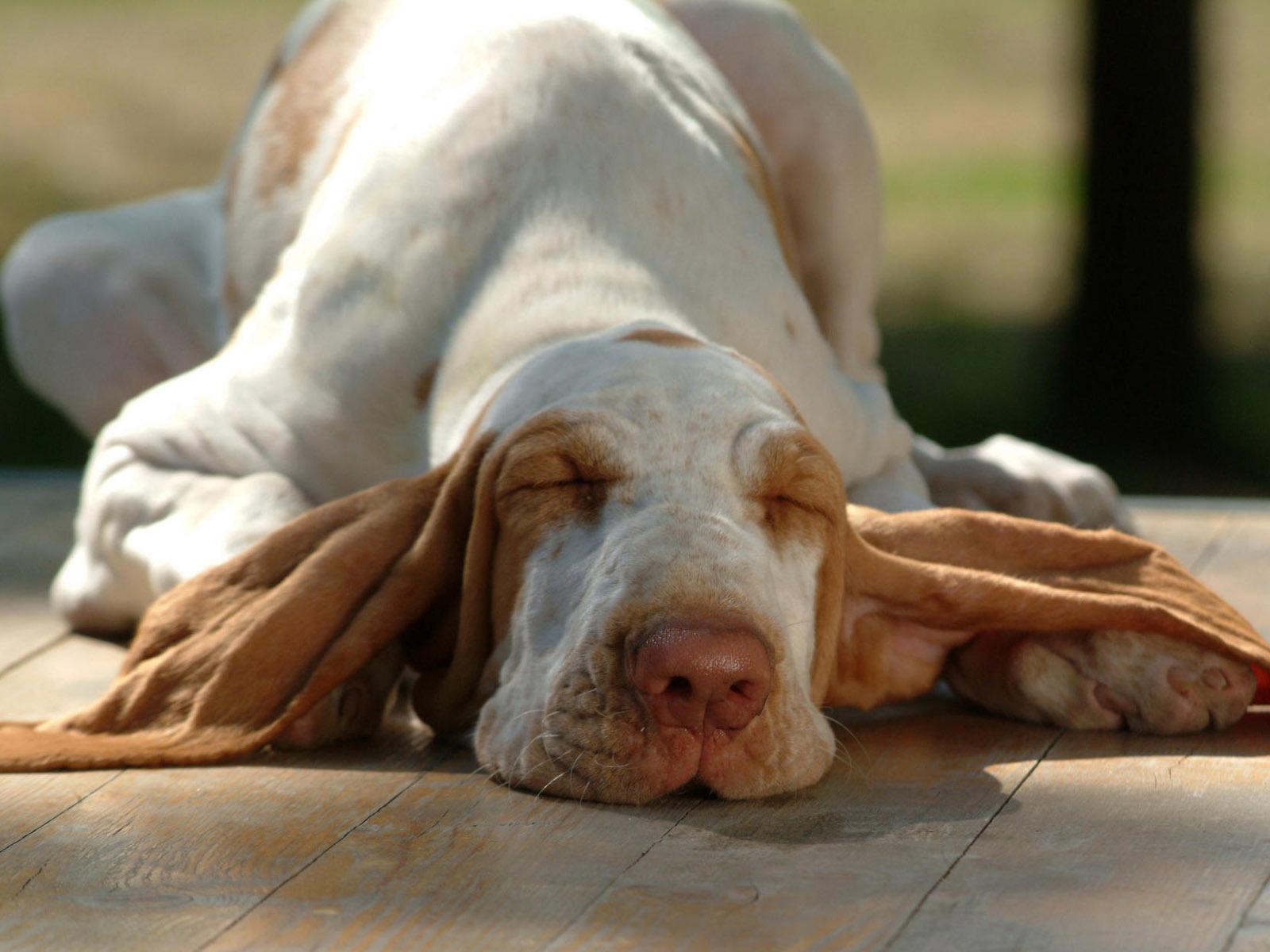Puppy Foto HD Tapety na plochu (8) #12 - 1600x1200