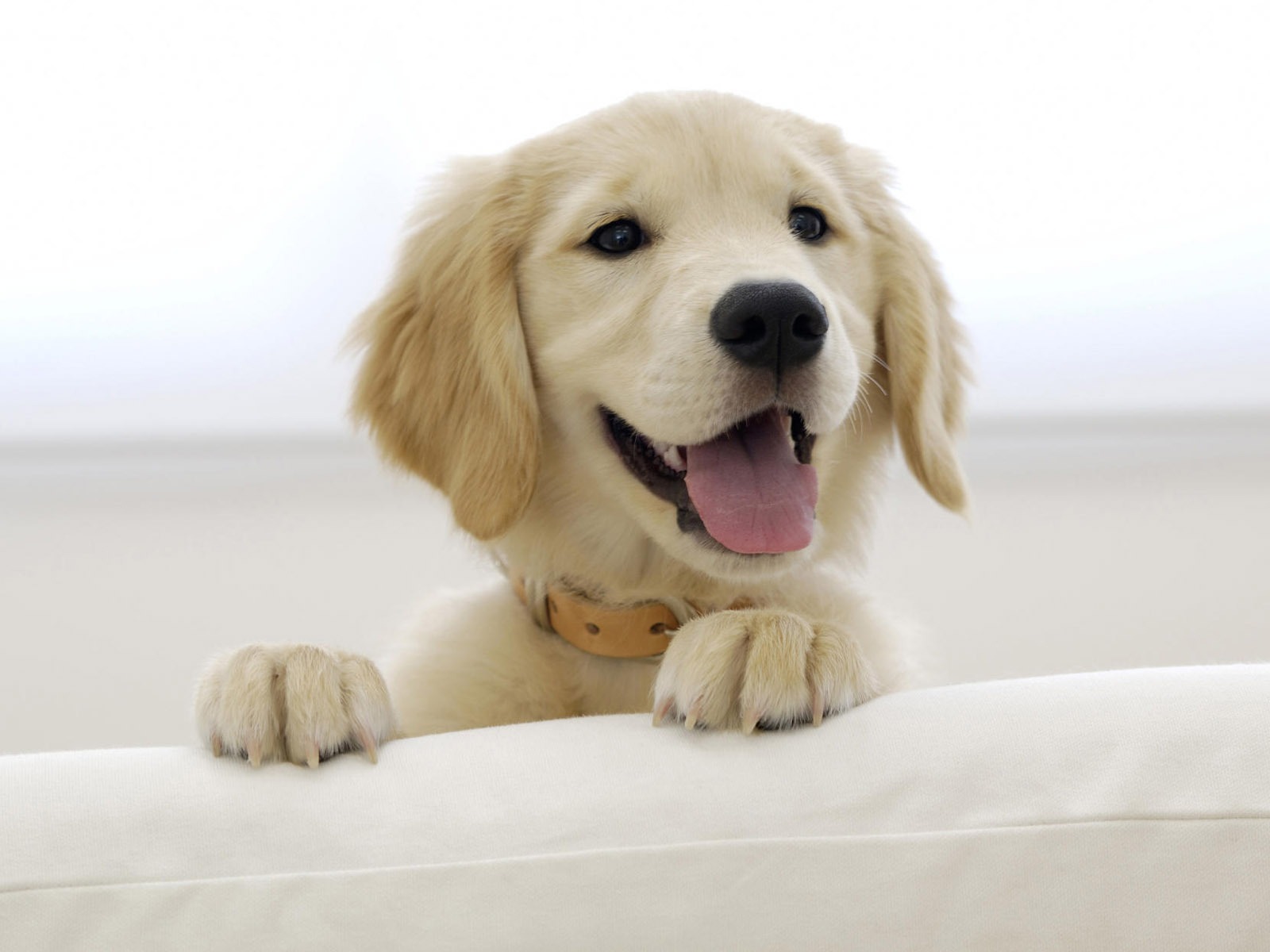 Puppy Foto HD Tapety na plochu (8) #16 - 1600x1200