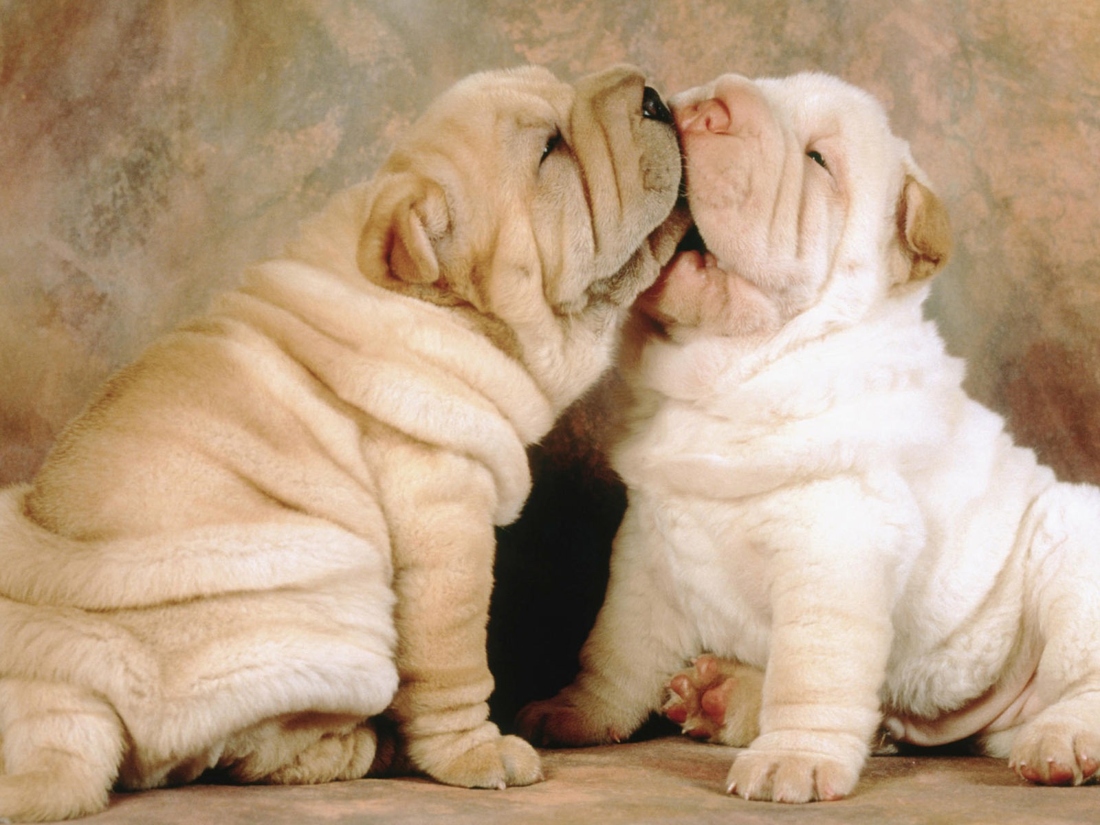 Puppy Foto HD Tapety na plochu (9) #13 - 1600x1200
