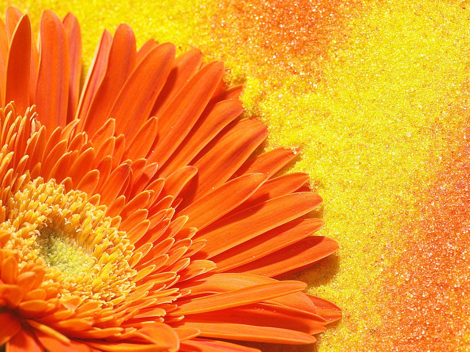 Widescreen wallpaper flowers close-up (2) #15 - 1600x1200
