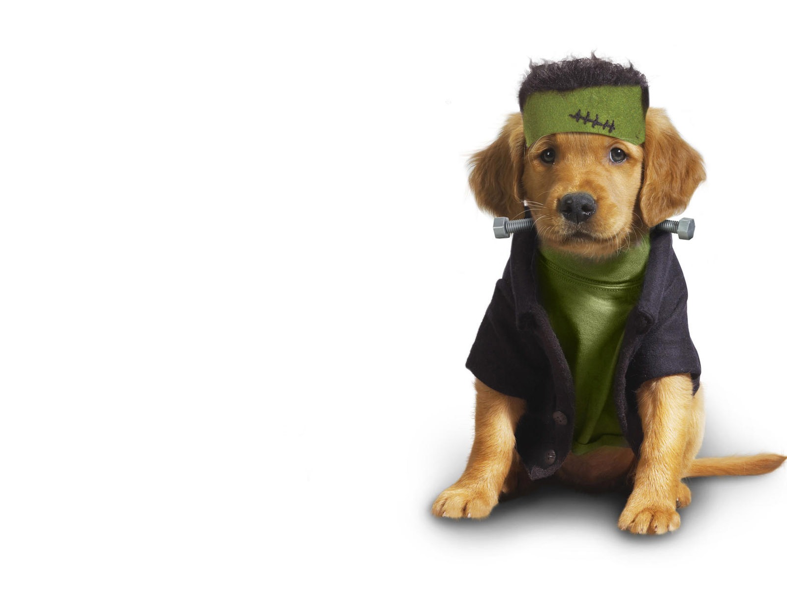 Puppy Foto HD Tapety na plochu (10) #6 - 1600x1200