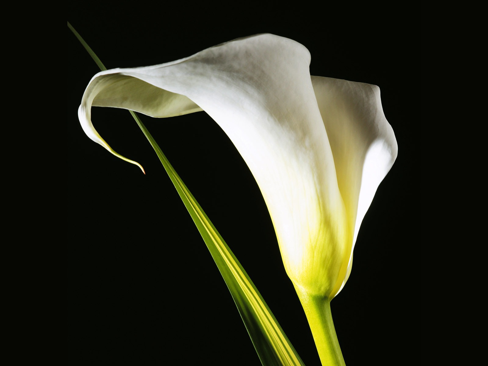 fleurs fond d'écran Widescreen close-up (3) #4 - 1600x1200