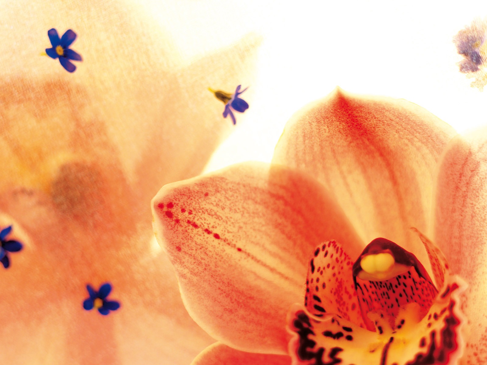 Širokoúhlý tapety květiny close-up (3) #5 - 1600x1200