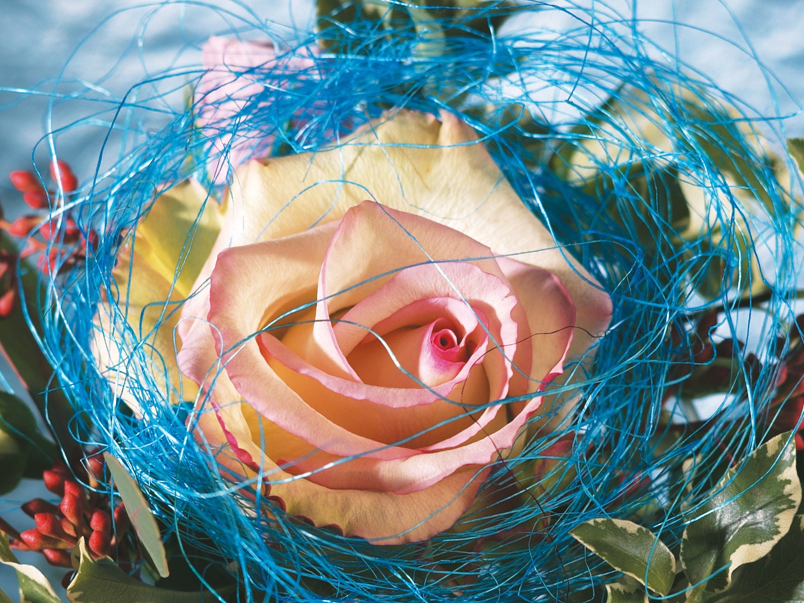 Širokoúhlý tapety květiny close-up (3) #9 - 1600x1200