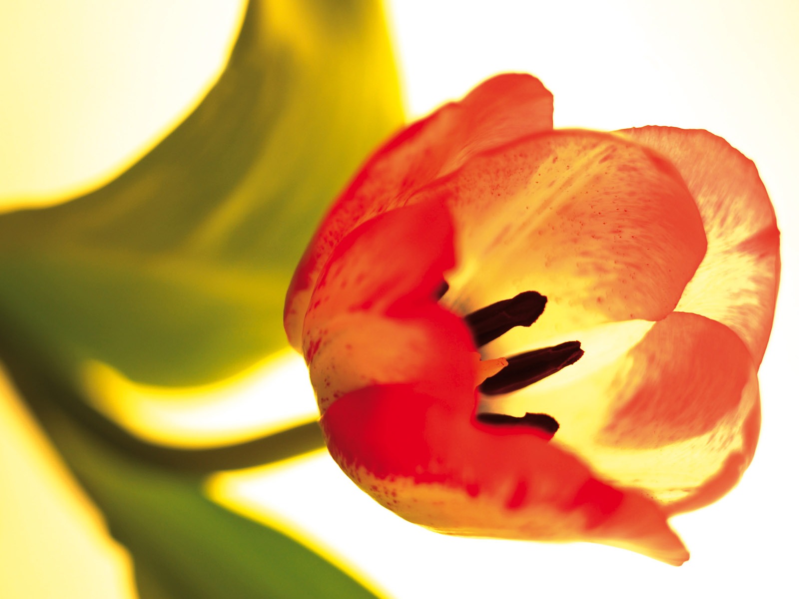 fleurs fond d'écran Widescreen close-up (3) #12 - 1600x1200