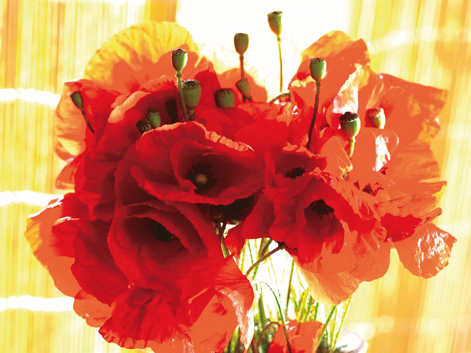 fondos de escritorio de flores con pantalla ancha de cerca (3) #16 - 1600x1200
