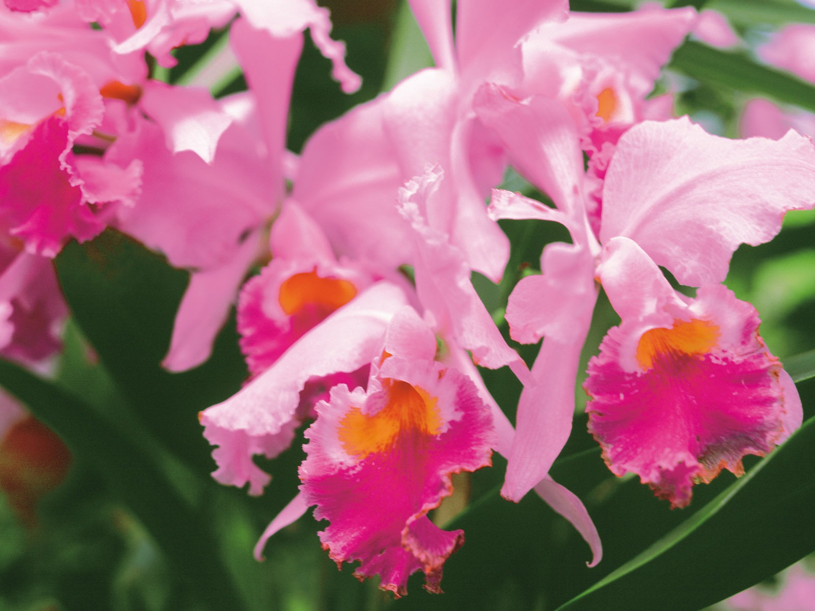 Widescreen wallpaper flowers close-up (3) #18 - 1600x1200