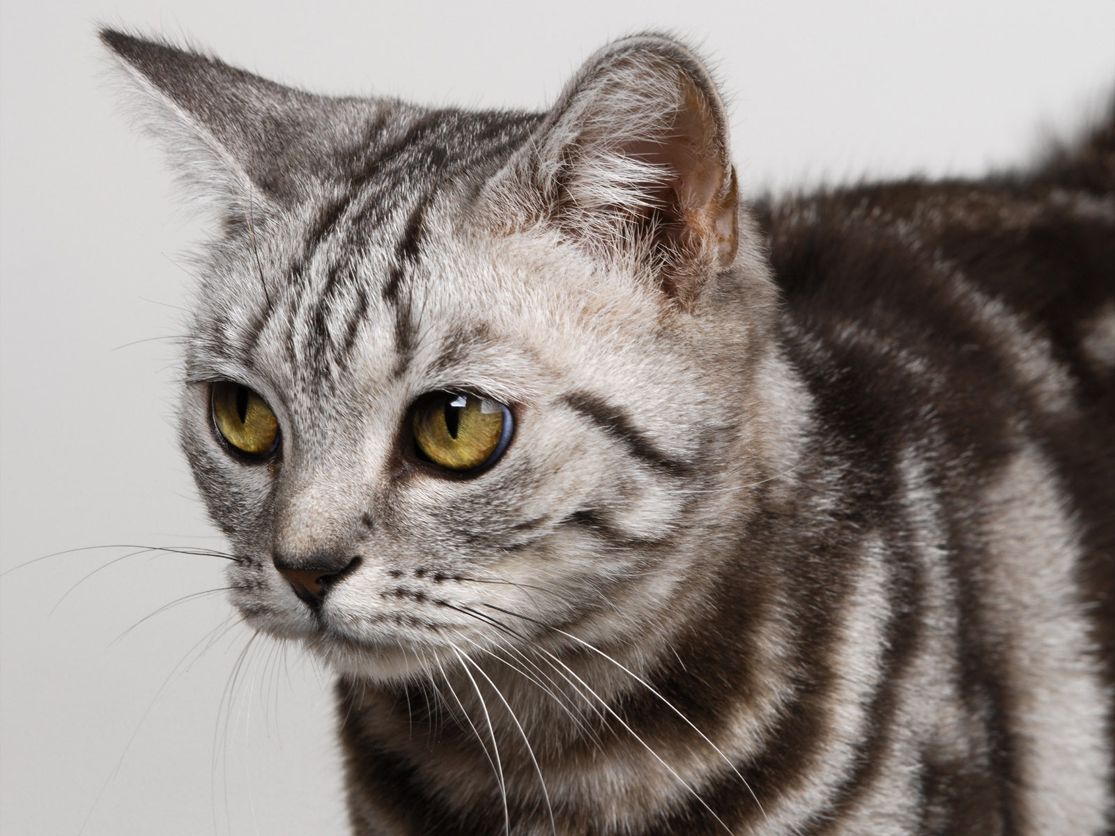 1600 Cat Photo Wallpaper (10) #12 - 1600x1200