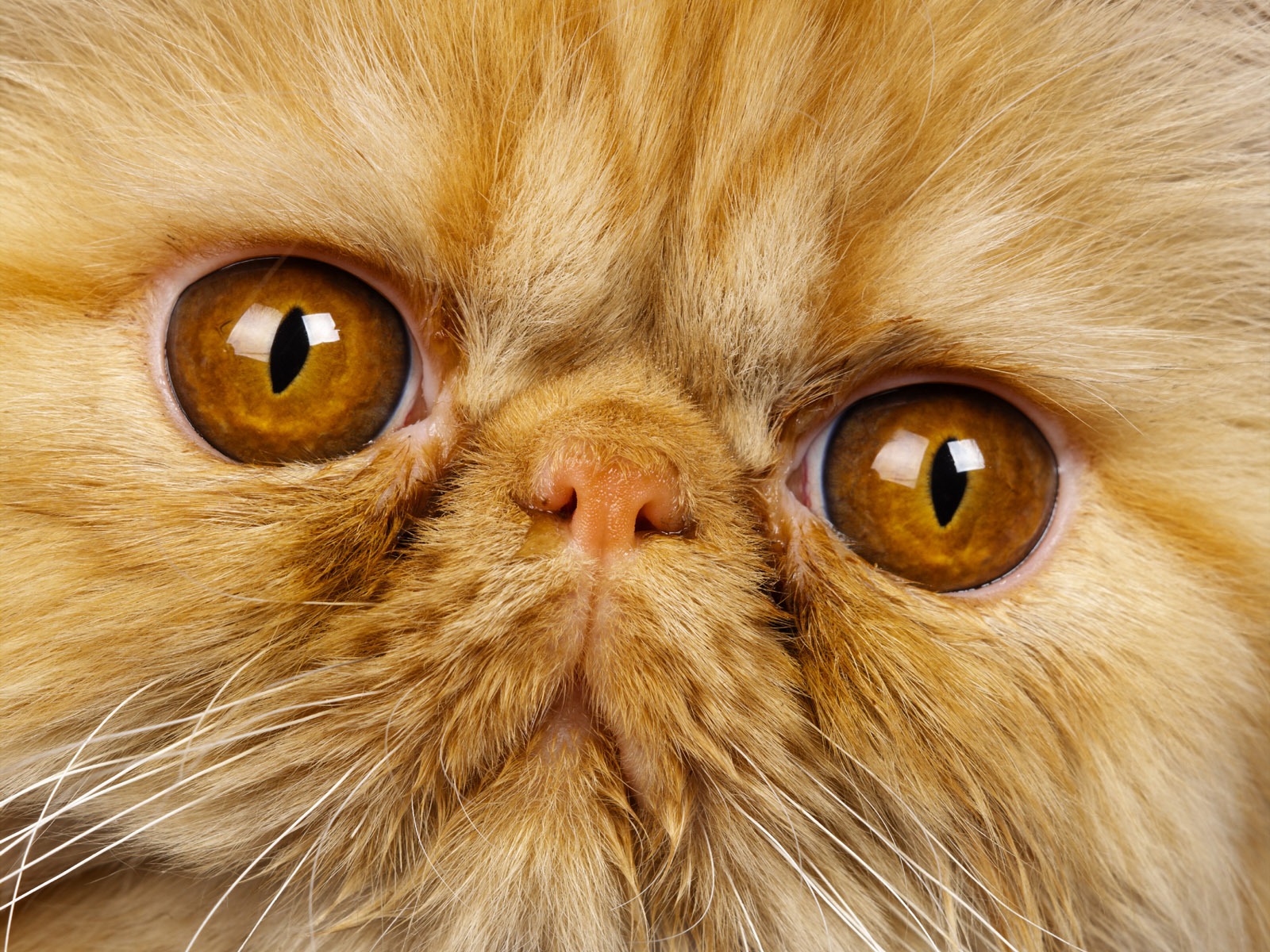 1600 Cat Foto Tapety (11) #3 - 1600x1200