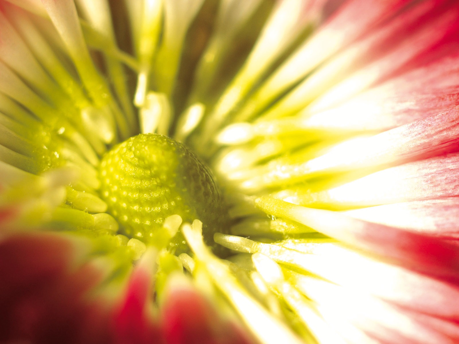 fleurs fond d'écran Widescreen close-up (4) #16 - 1600x1200