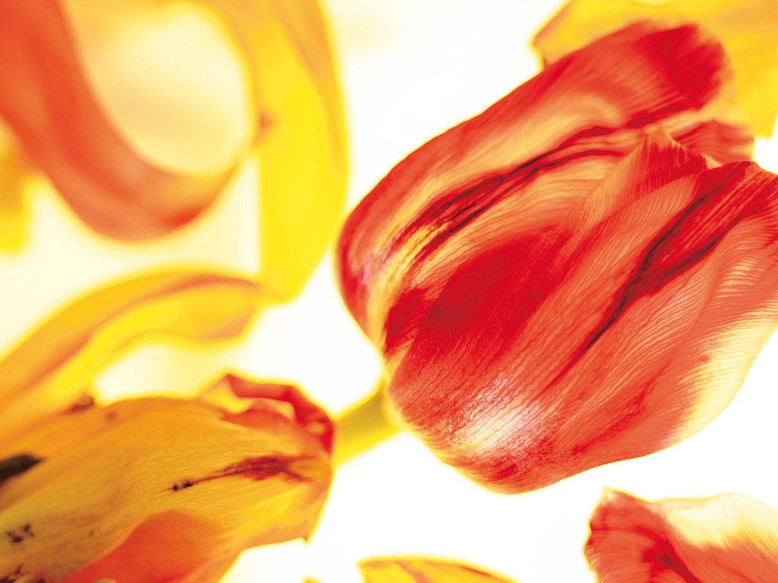 Širokoúhlý tapety květiny close-up (4) #19 - 1600x1200