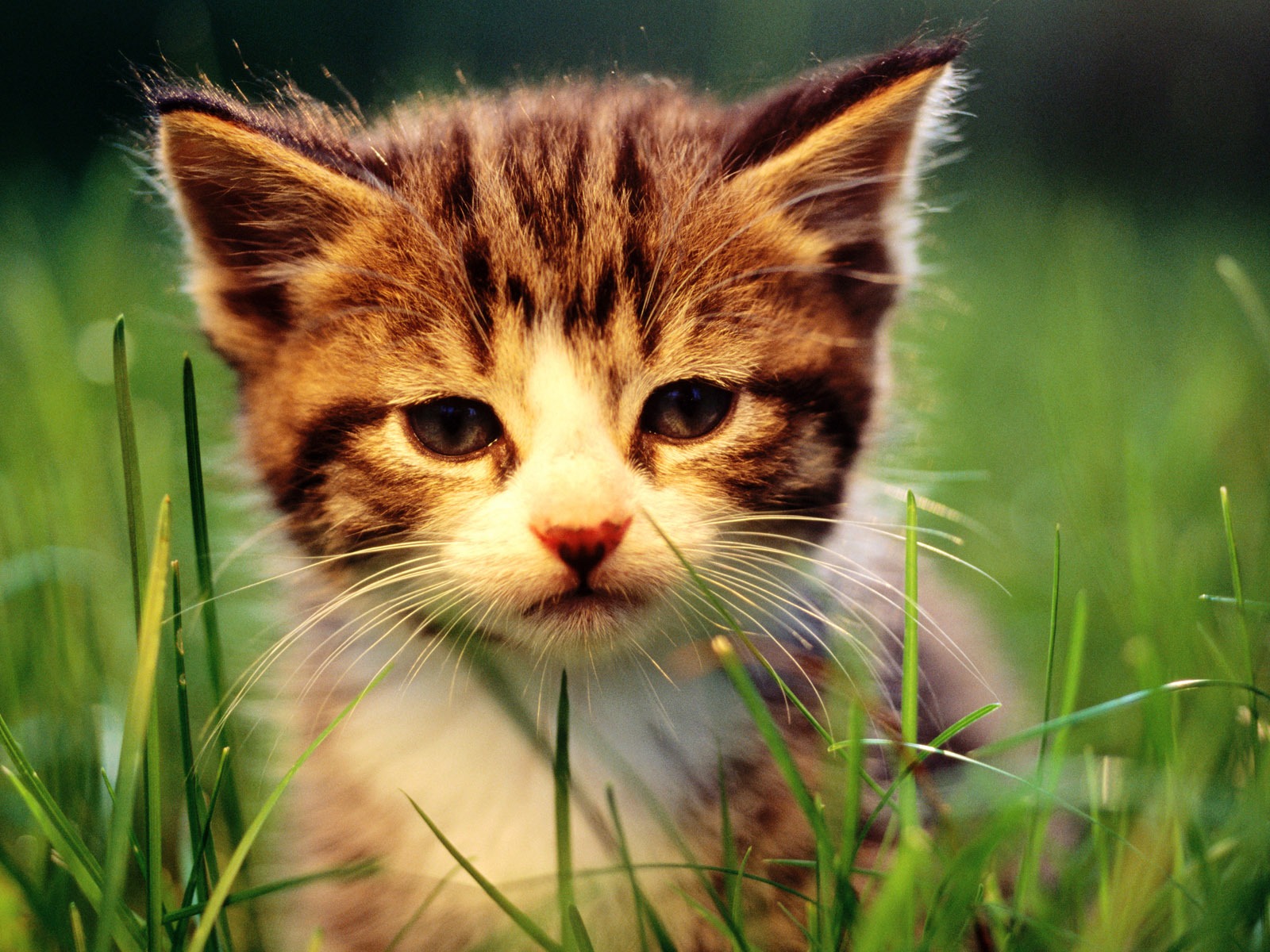 1920 Cat Foto Tapety (1) #1 - 1600x1200