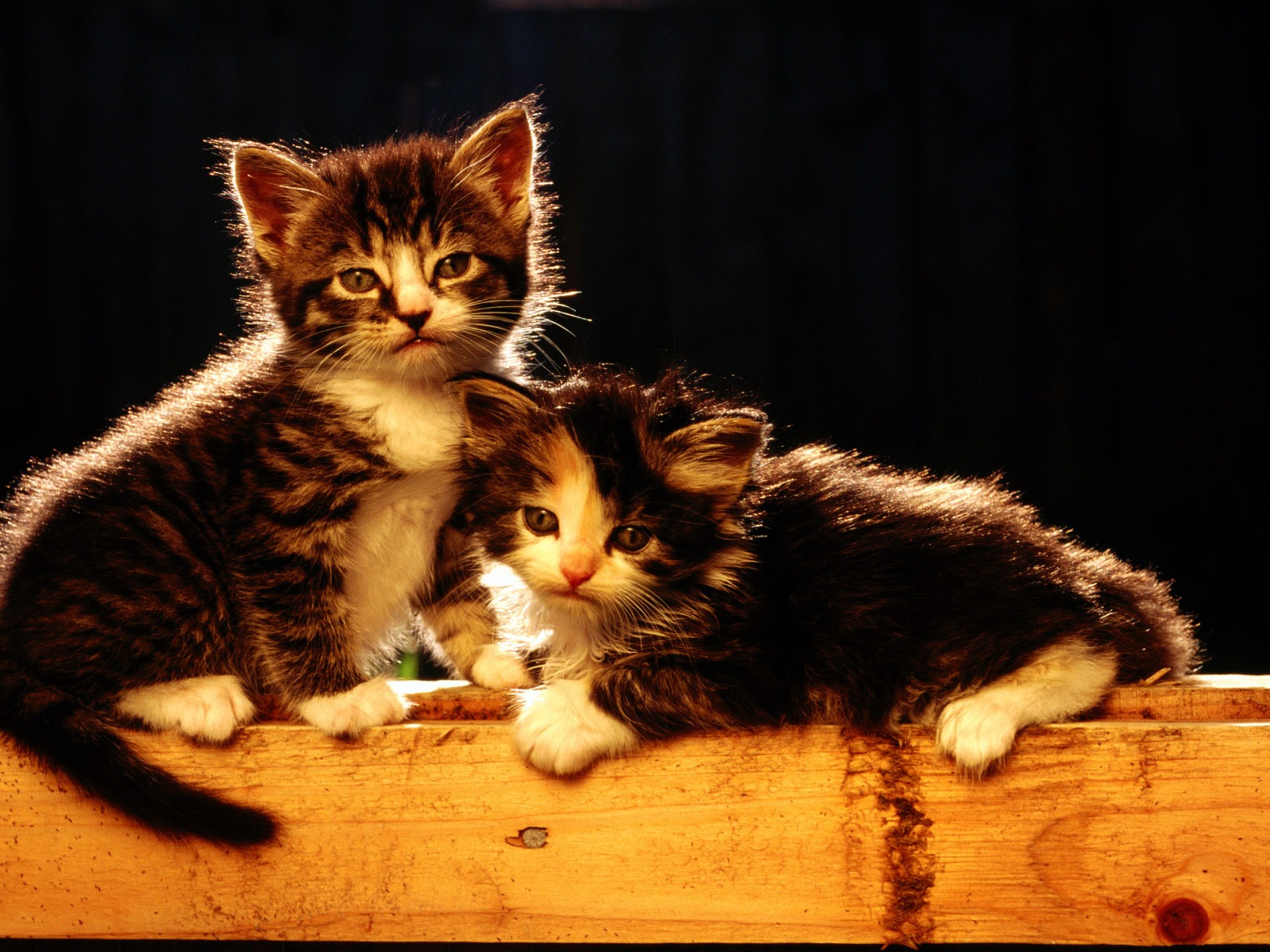 1920 Cat Foto Tapety (1) #13 - 1600x1200