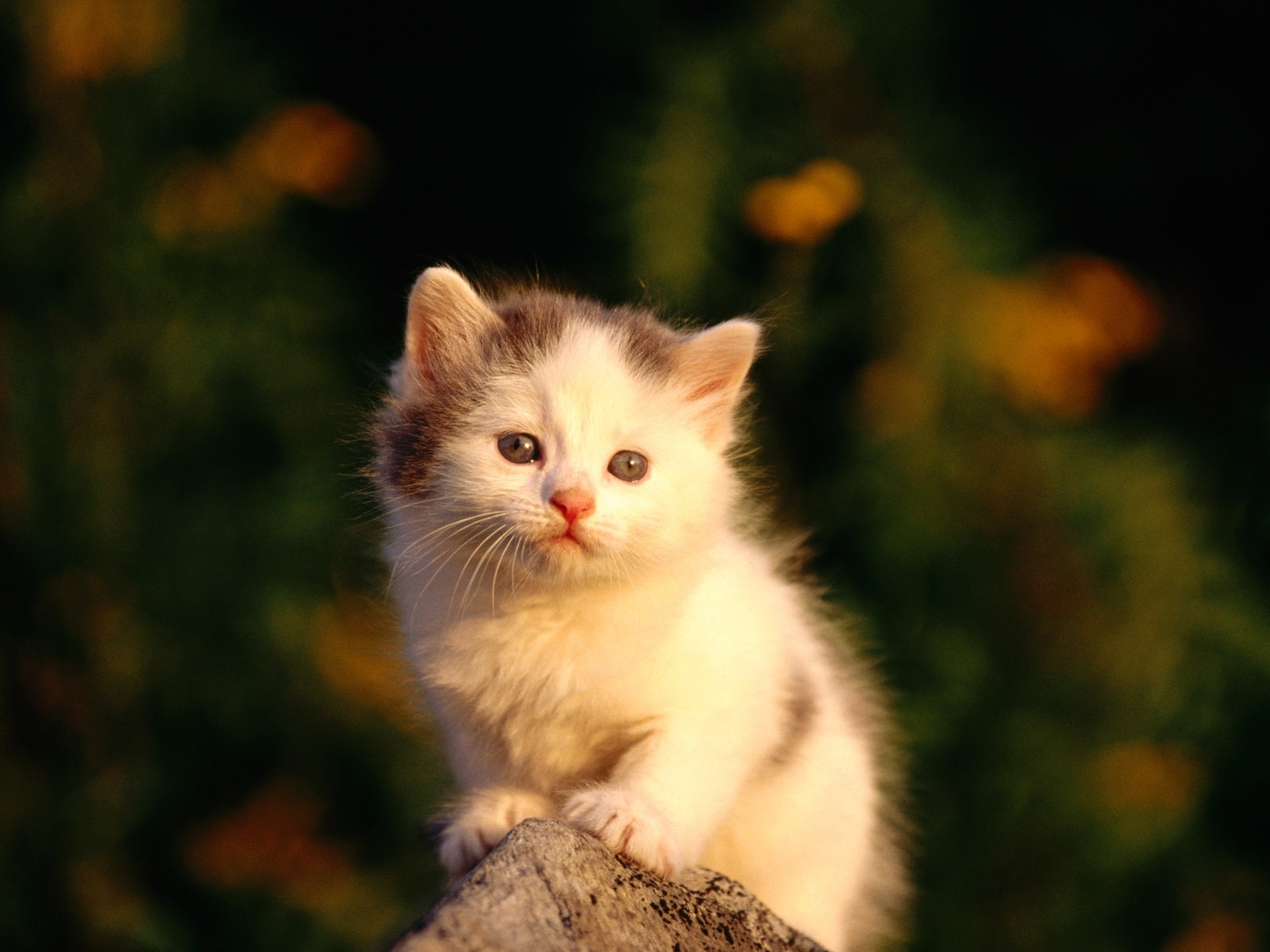 1920 Cat Photo Wallpaper (2) #3 - 1600x1200