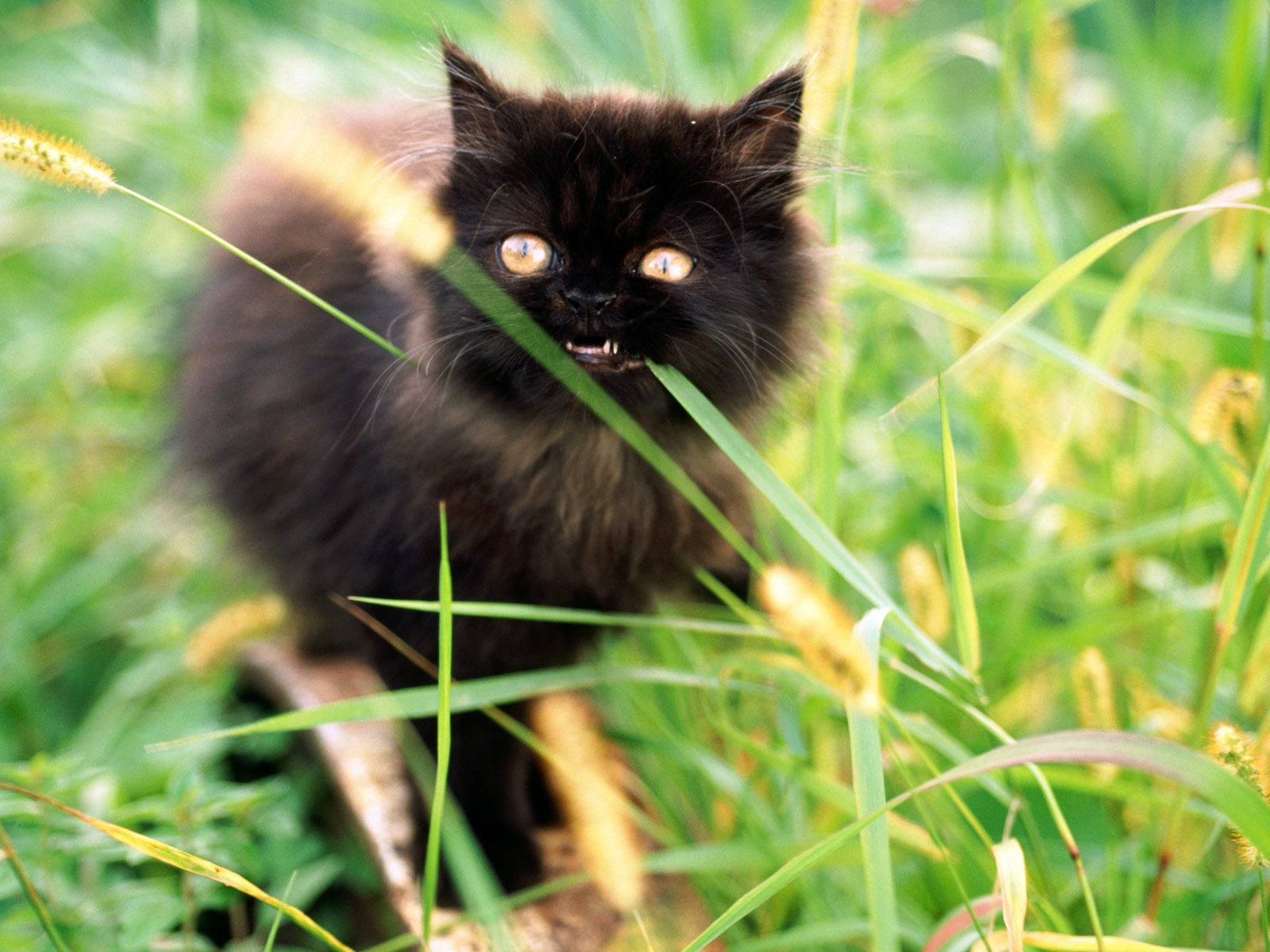 1920 Cat Photo Wallpaper (2) #18 - 1600x1200