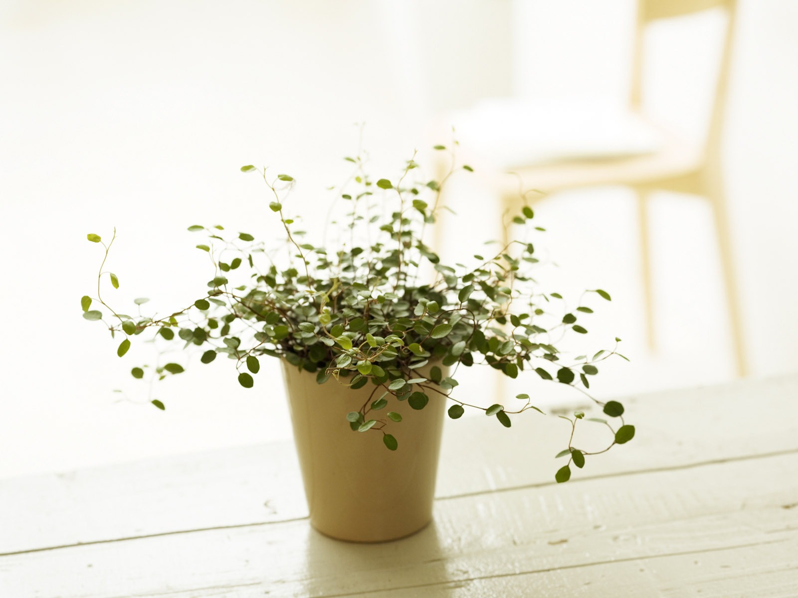 Indoor floral wallpaper (4) #3 - 1600x1200