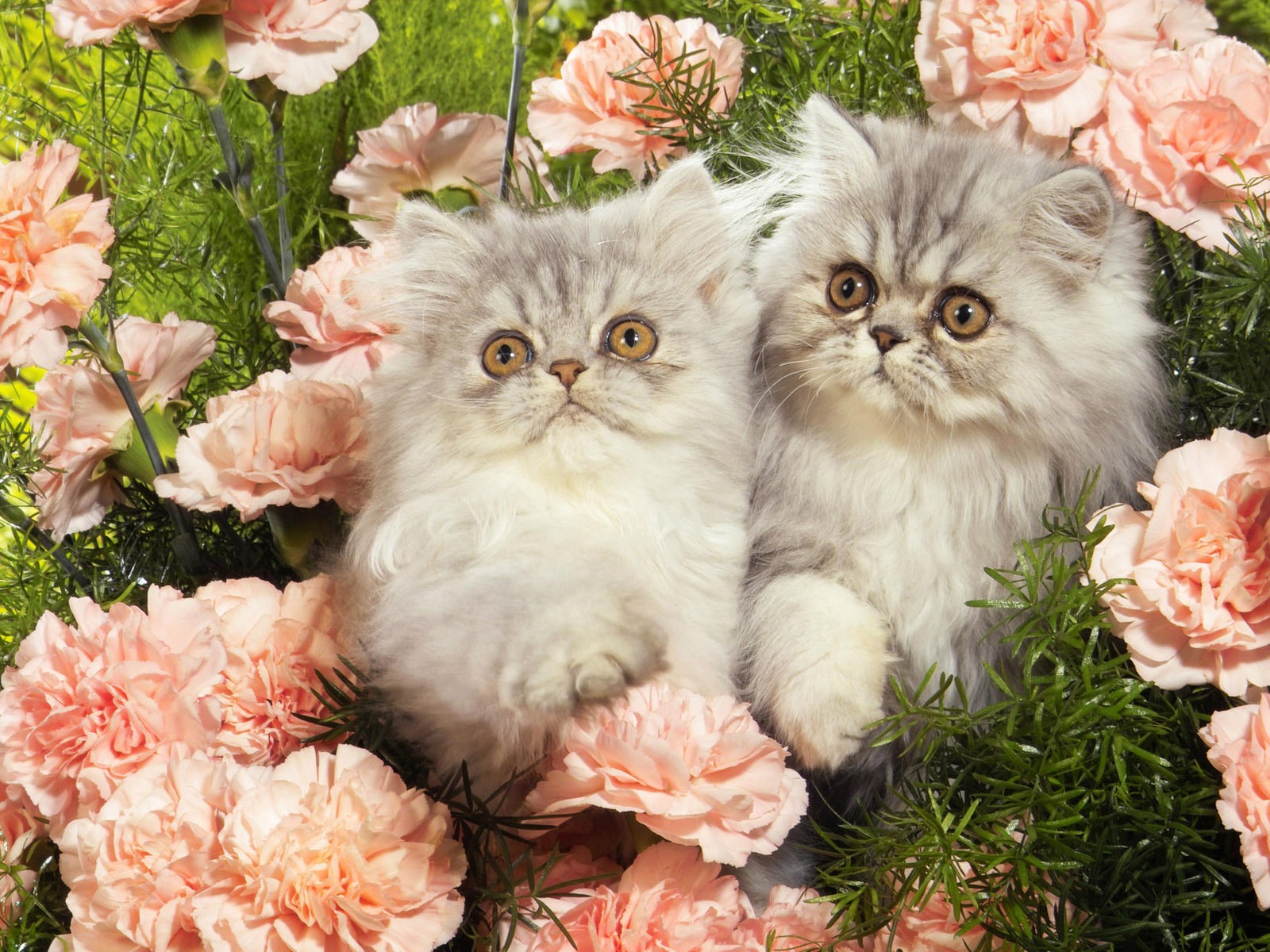 1920 Cat Photo Wallpaper (4) #5 - 1600x1200