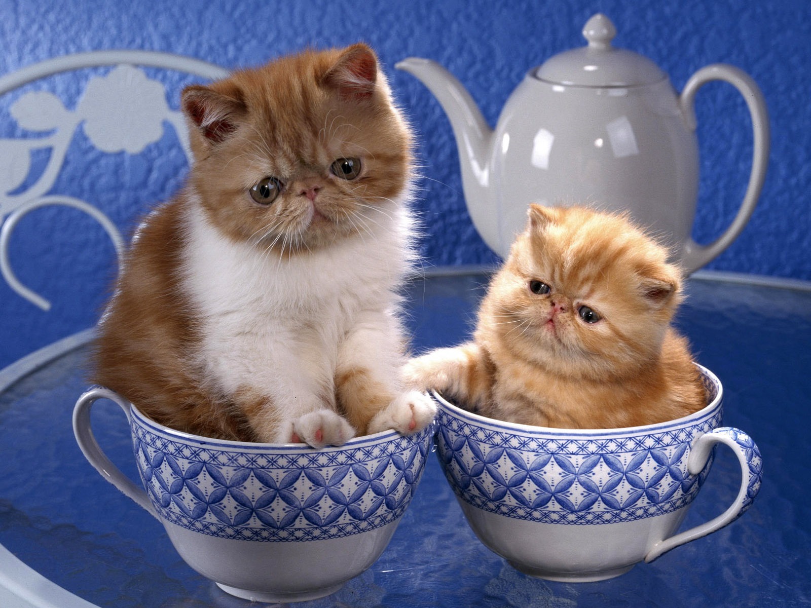 1920 Cat Photo Wallpaper (4) #15 - 1600x1200