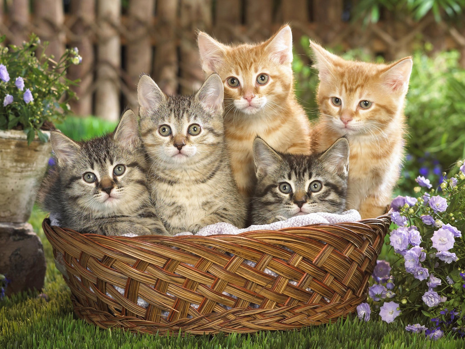 1920 Cat Photo Wallpaper (4) #20 - 1600x1200